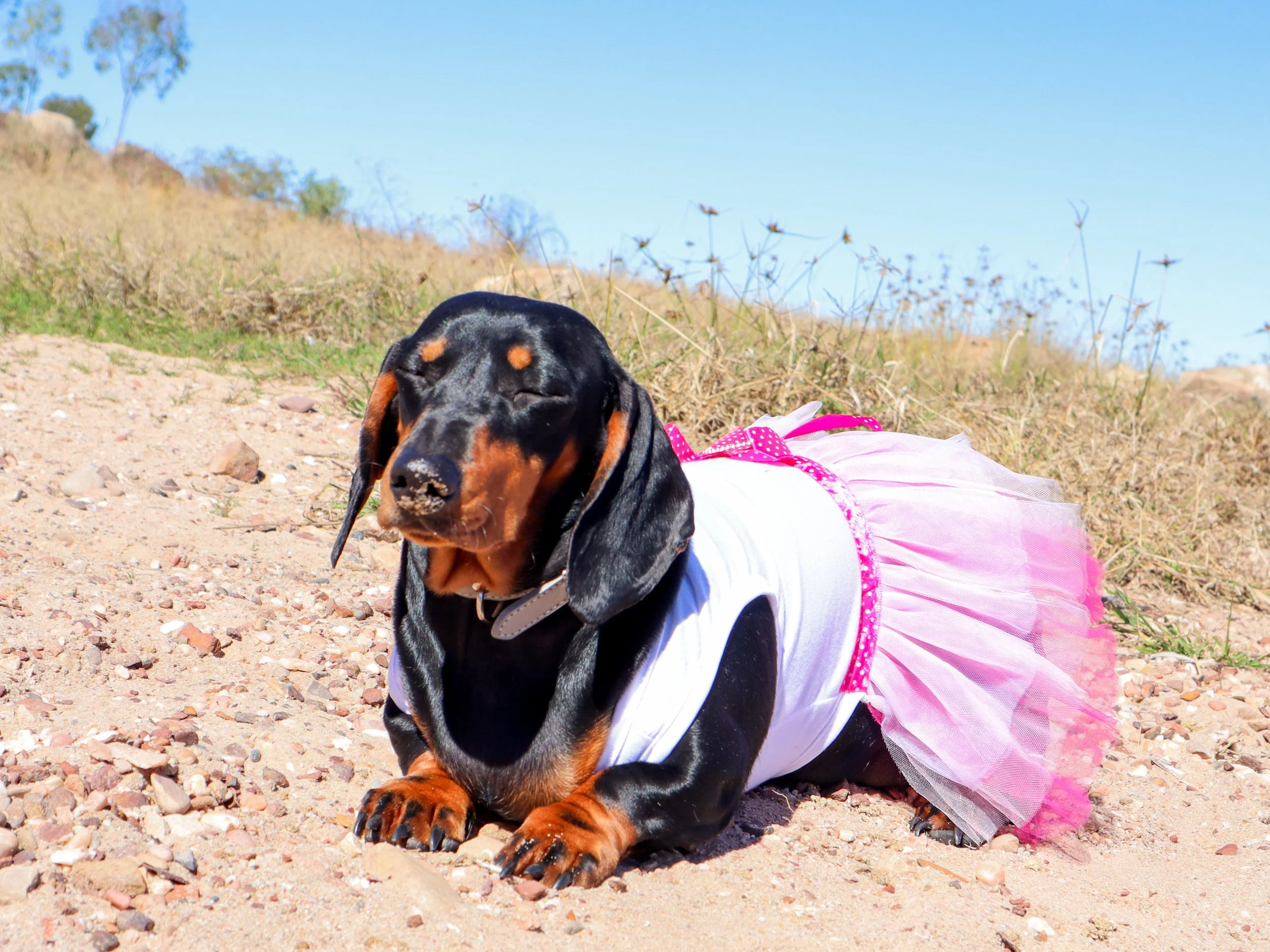 Dachshund dog wearing a white shirt and pink tutu lying on gravel in a natural outdoor setting.