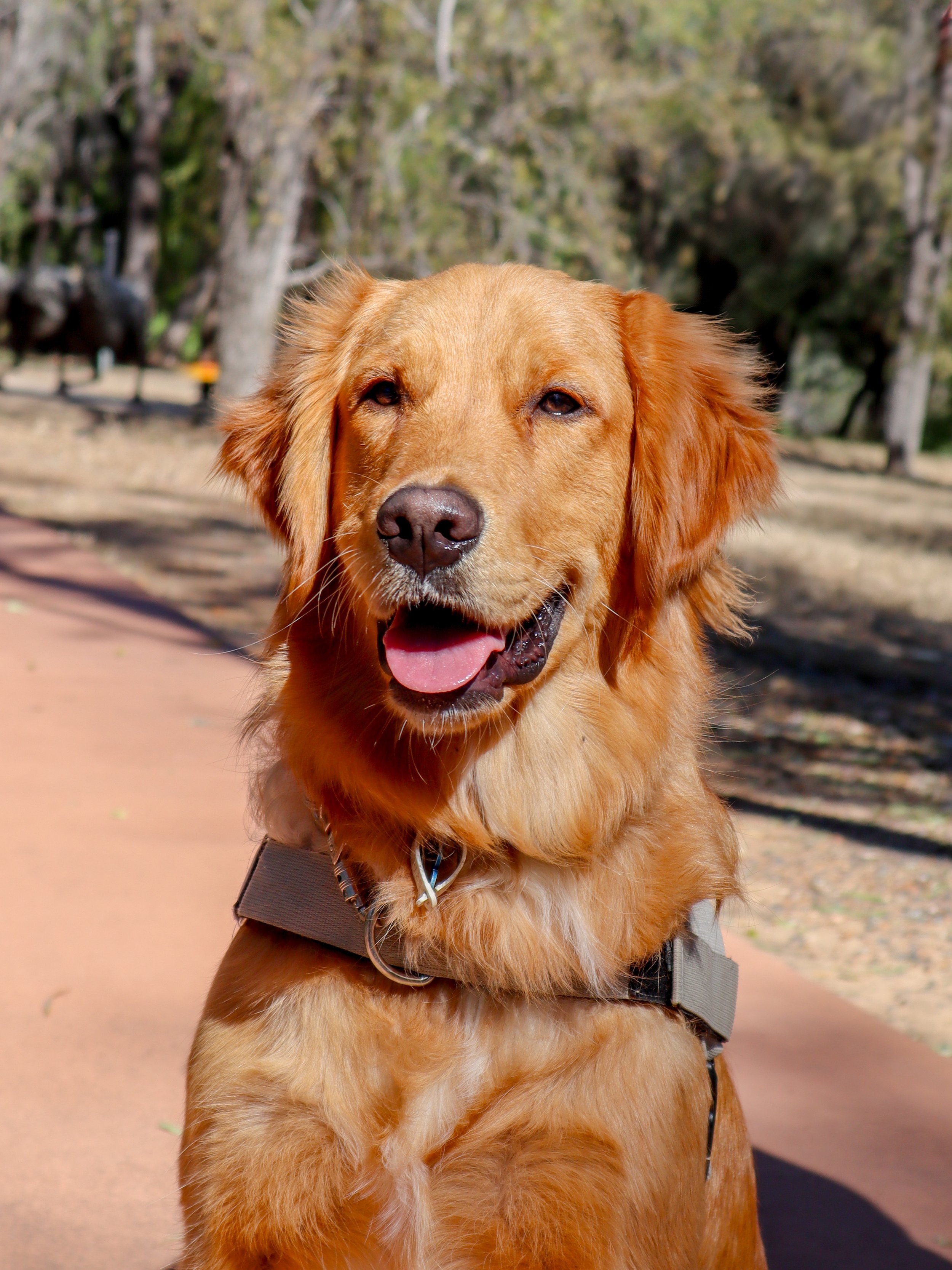 Golden retriever dog sitting outdoors on a paved path with trees in the background