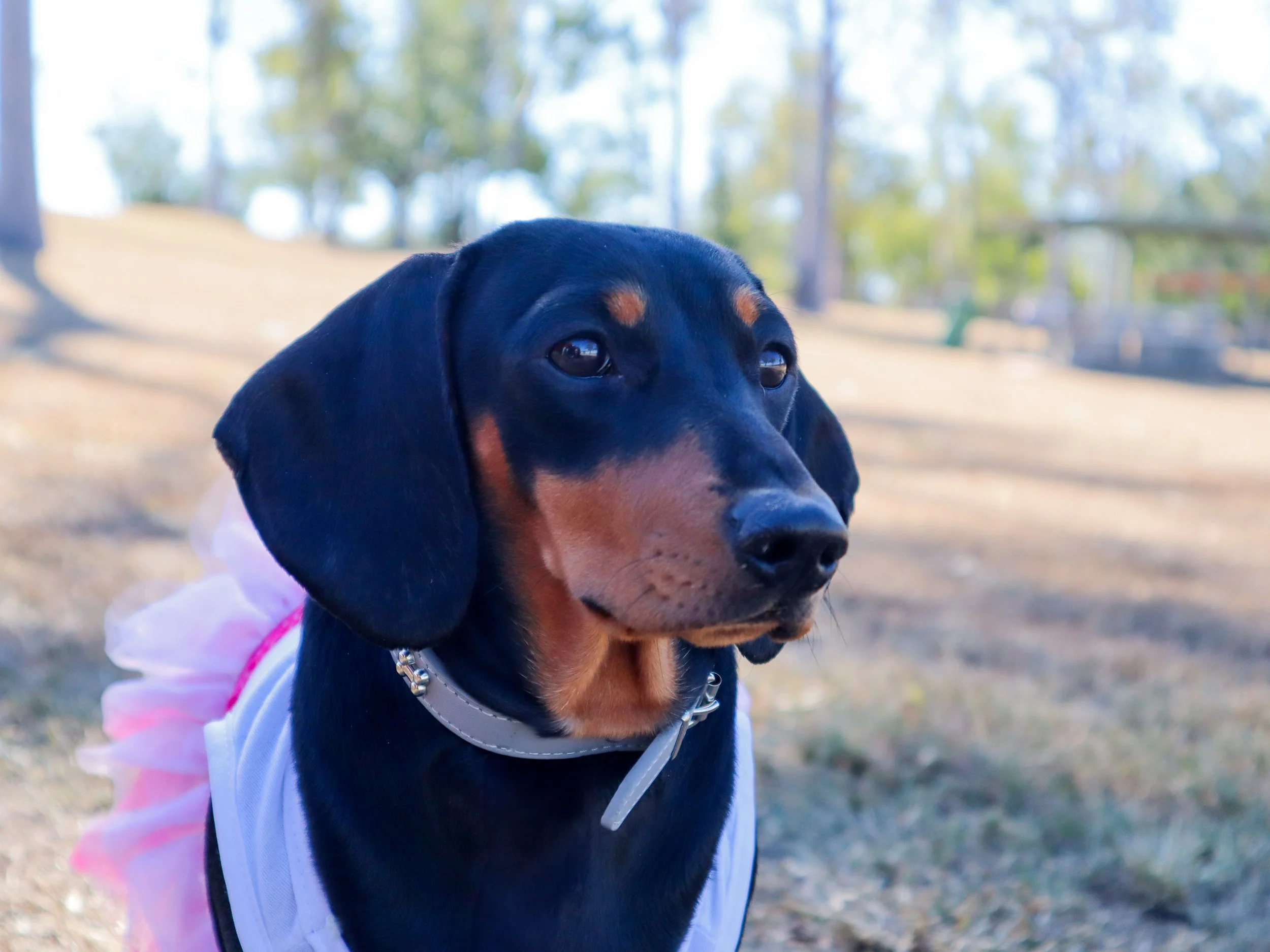 Close-up of a black and tan dachshund wearing a white and pink tutu skirt, outdoors on a sunny day with trees and park in the background.