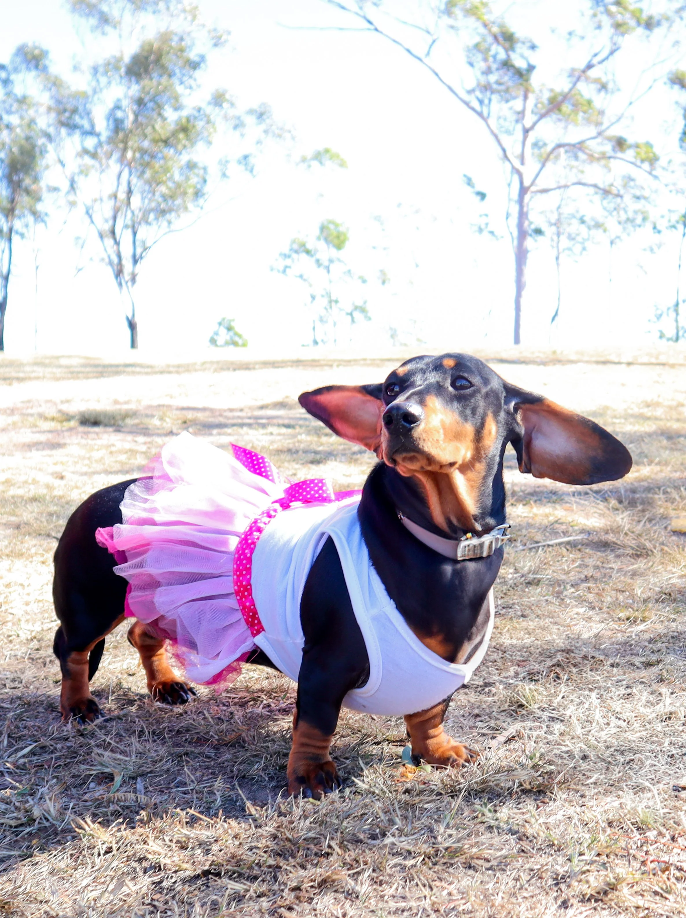 A small black and tan dachshund wearing a pink tutu, a white tank top, and a pink polka dot belt, standing outdoors on a dry grassy field with trees in the background.