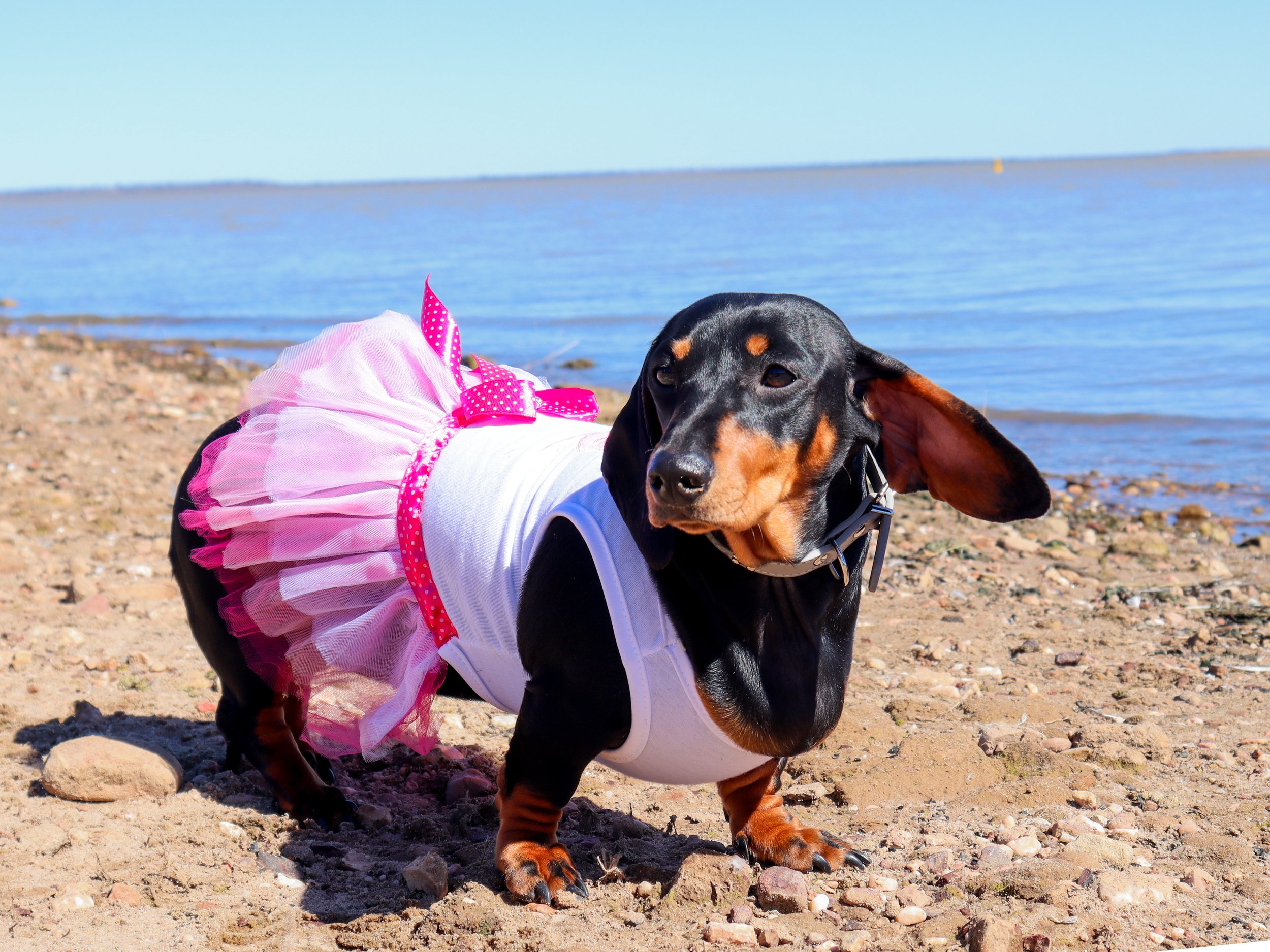 A dachshund dog wearing a pink tutu and white shirt standing on a sandy beach near the water.
