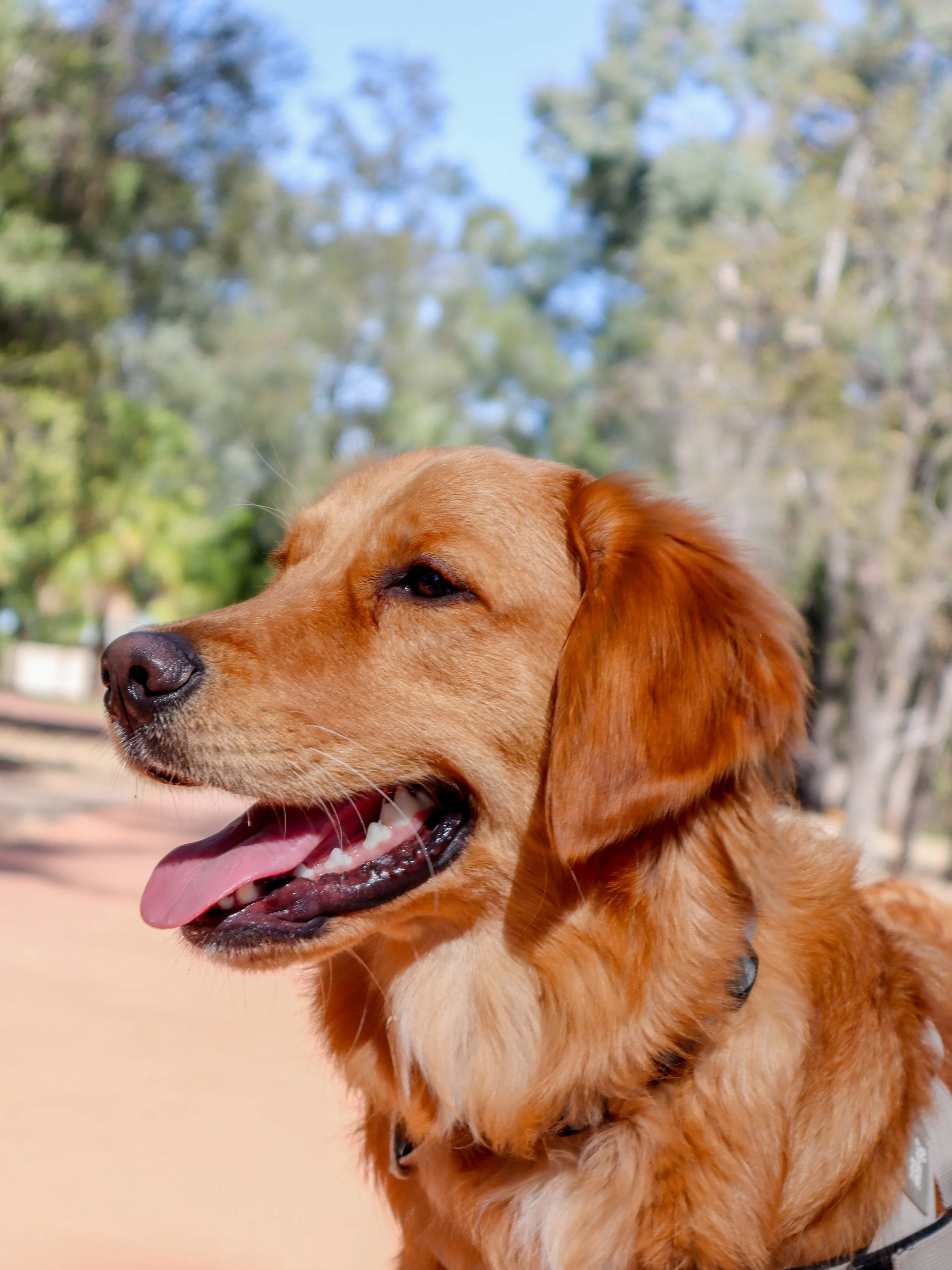 Close-up of a golden retriever dog with its mouth open, tongue slightly out, outdoors with trees and a clear blue sky in the background.