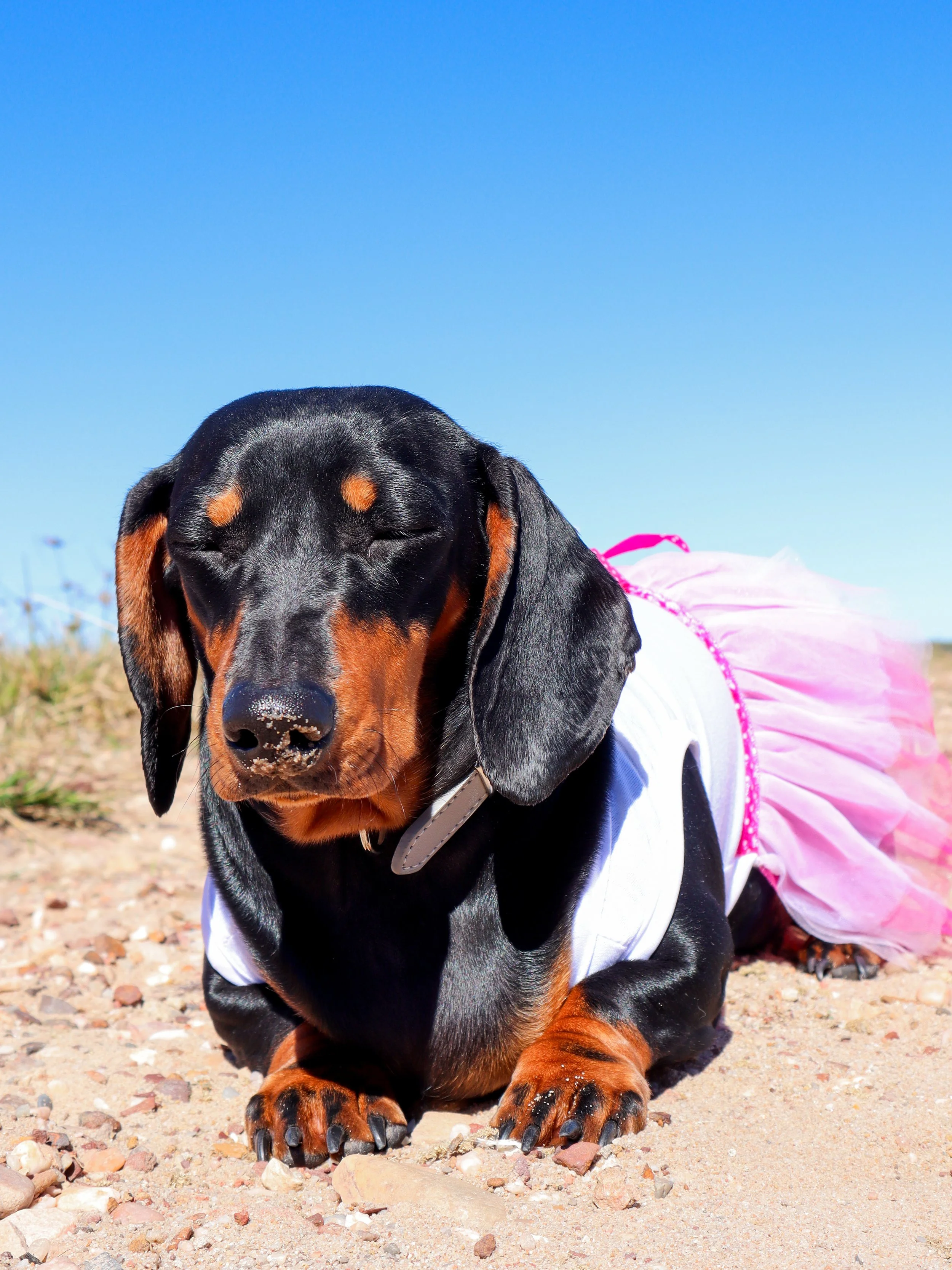 A dachshund wearing a pink tutu and white shirt, lying on sandy ground with small rocks, with eyes closed and nose sandy, under a bright blue sky.