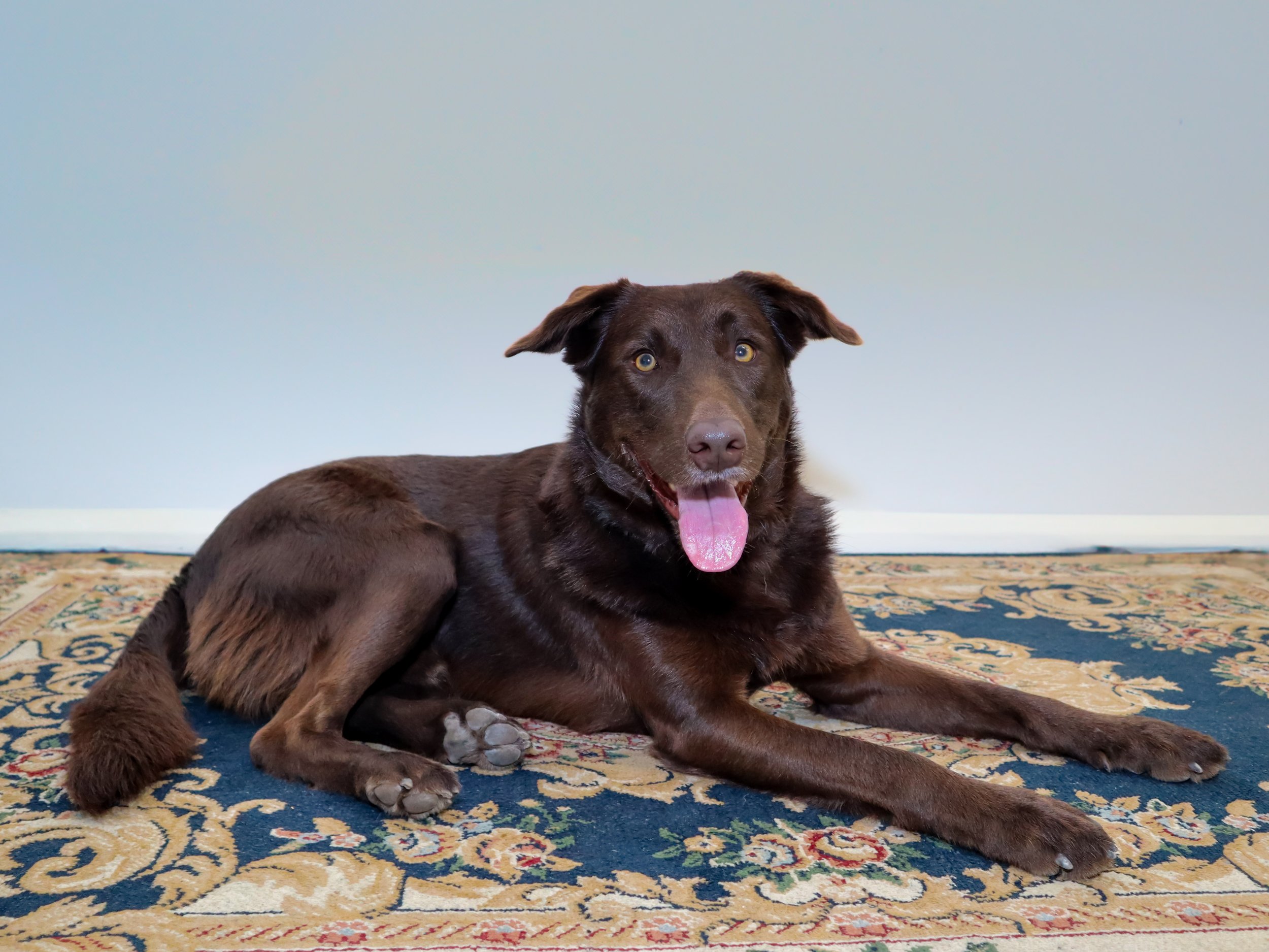 A brown Labrador mix dog lying on a decorative rug with a beige and dark blue pattern, indoors against a plain light-colored wall, with its tongue hanging out and looking at the camera.