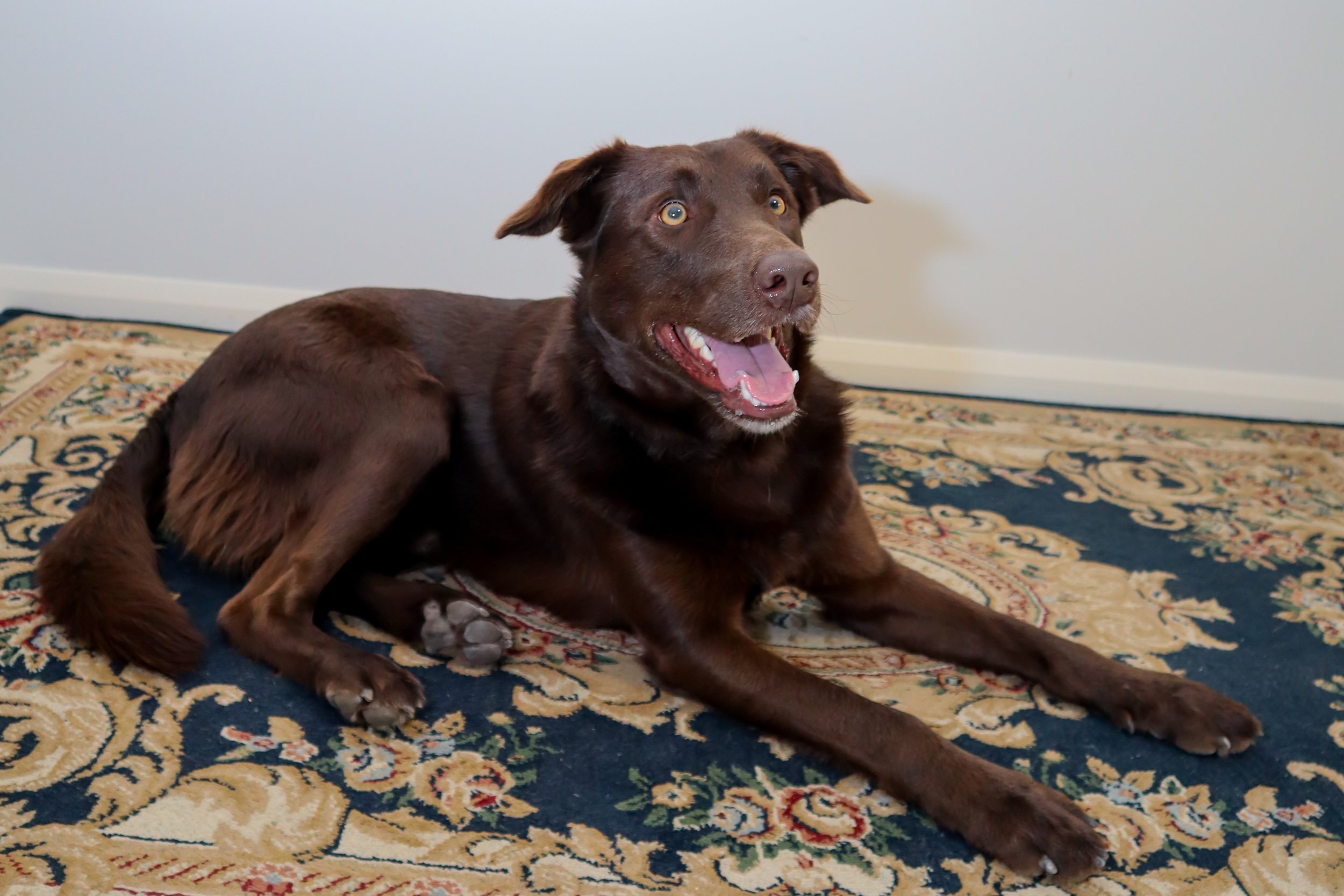 A happy, brown dog lying on an ornate, patterned blue and cream rug in front of a plain white wall.