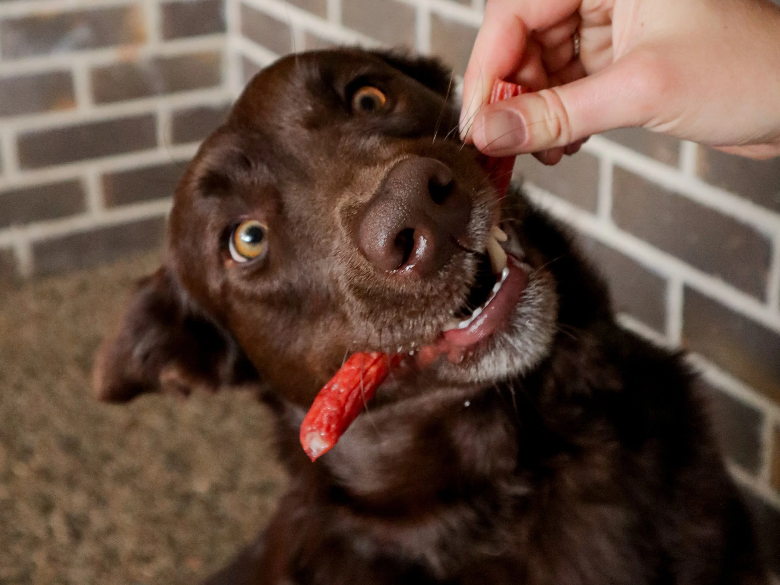 A brown dog with a red chew toy in its mouth, being fed a treat by a person, against a brick wall background.
