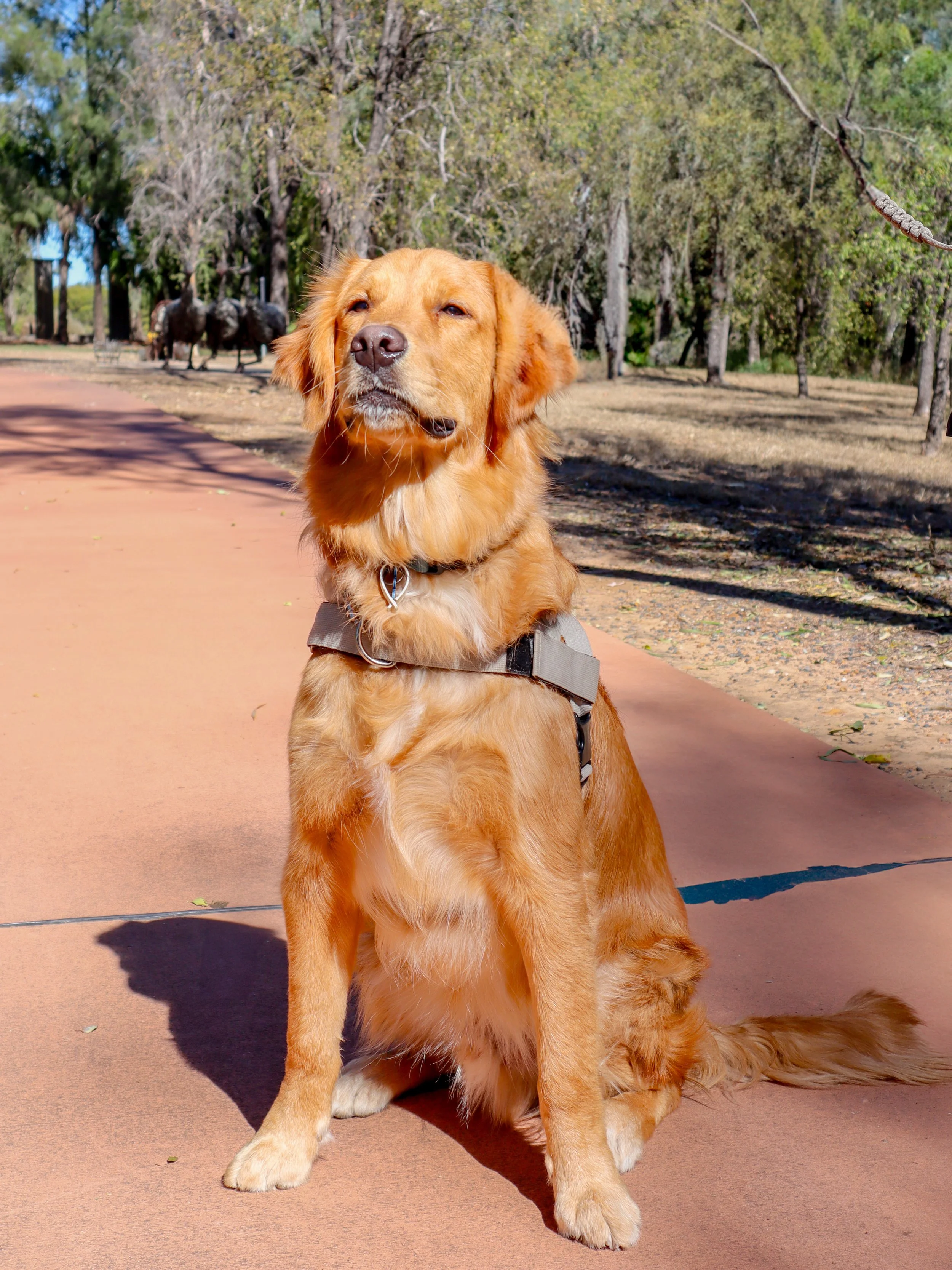 Golden retriever dog sitting on a paved path in a park with trees in the background.