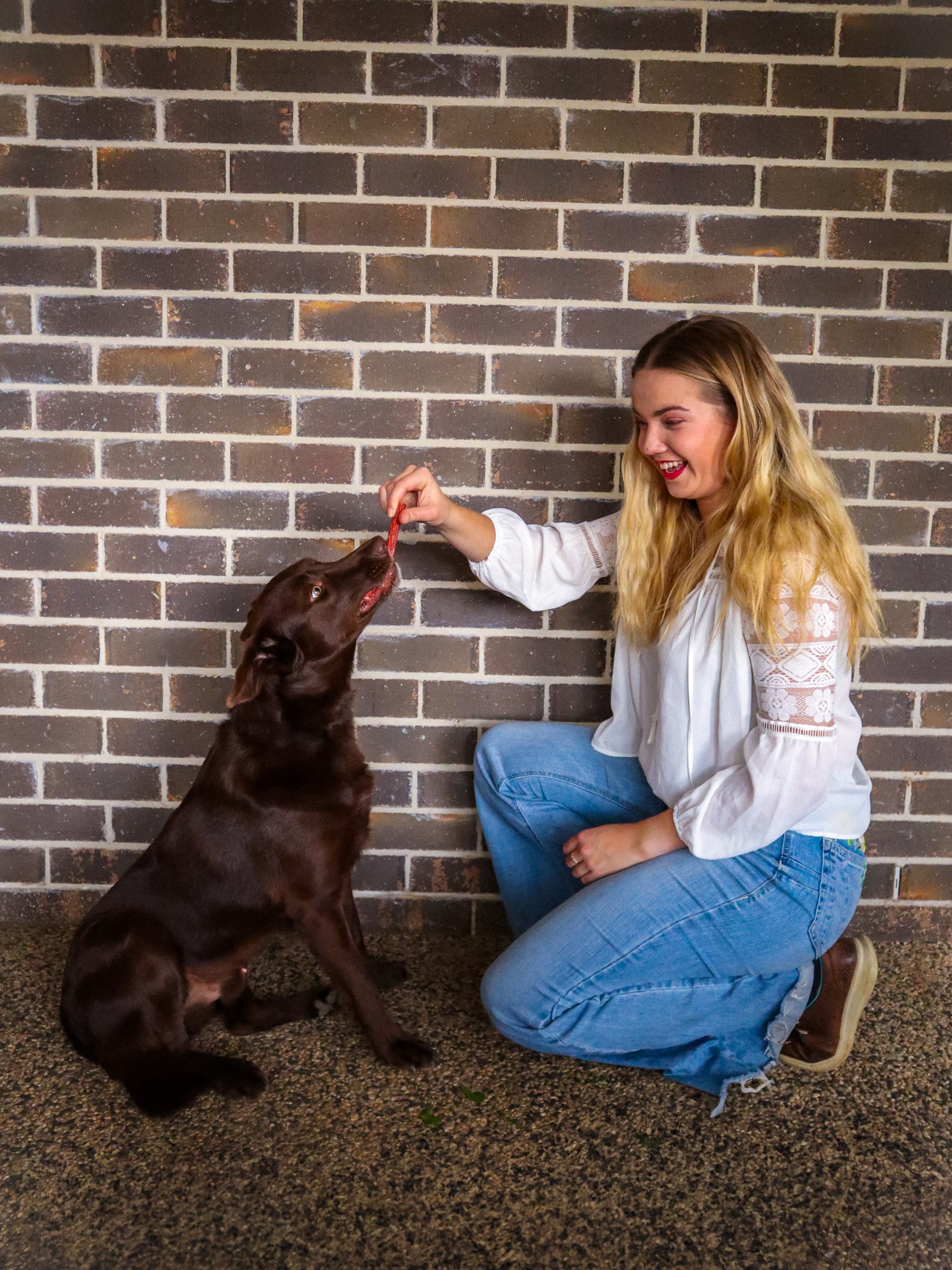 A woman with long blonde hair, wearing a white blouse and blue jeans, kneels on the ground smiling and playing with a brown Labrador Retriever dog against a brick wall. The dog is reaching for a treat in her hand.