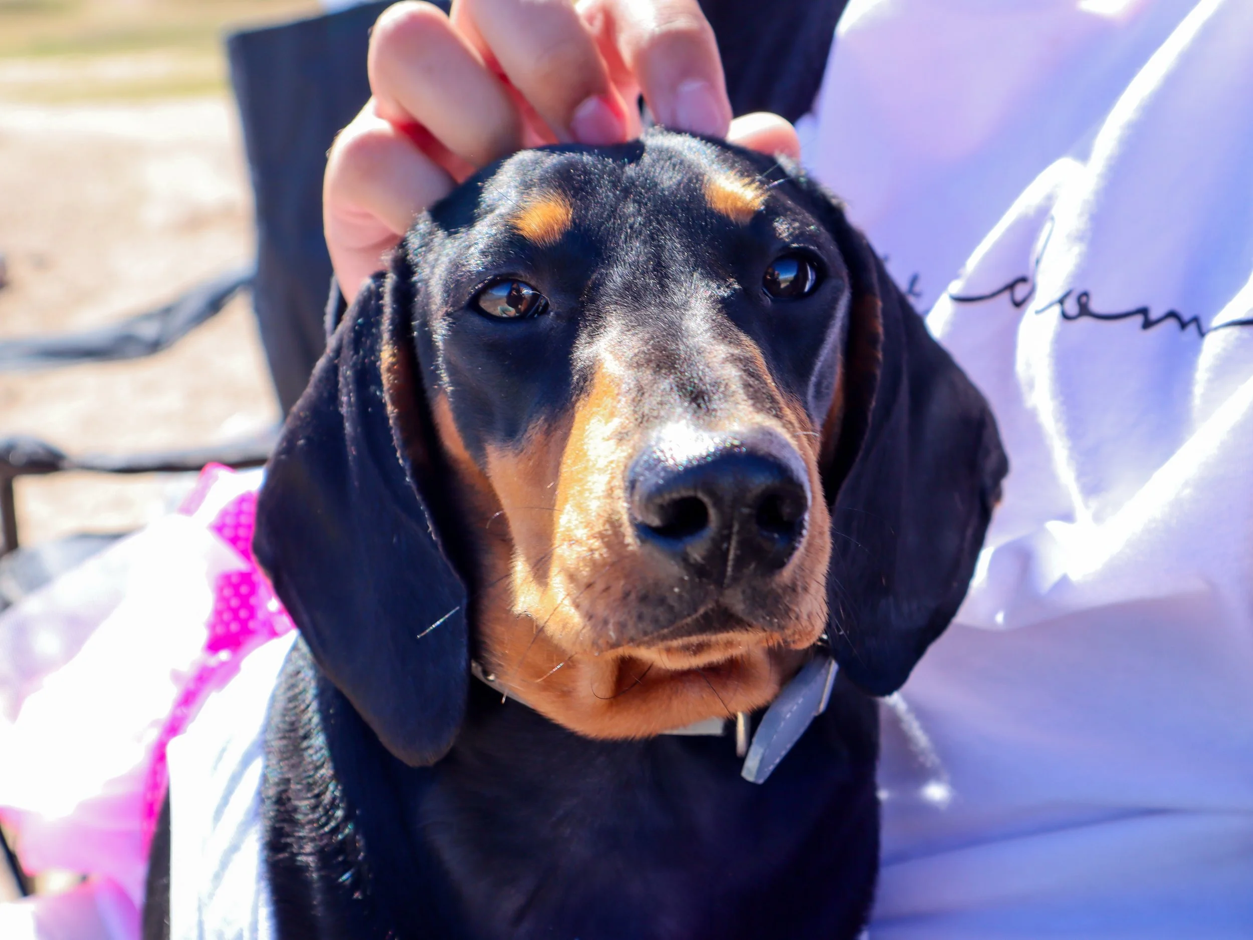 Close-up of a black and tan Dachshund puppy being held by a person. The puppy's face is centered in the image, with a focused expression and shiny eyes, outdoors on a sunny day.