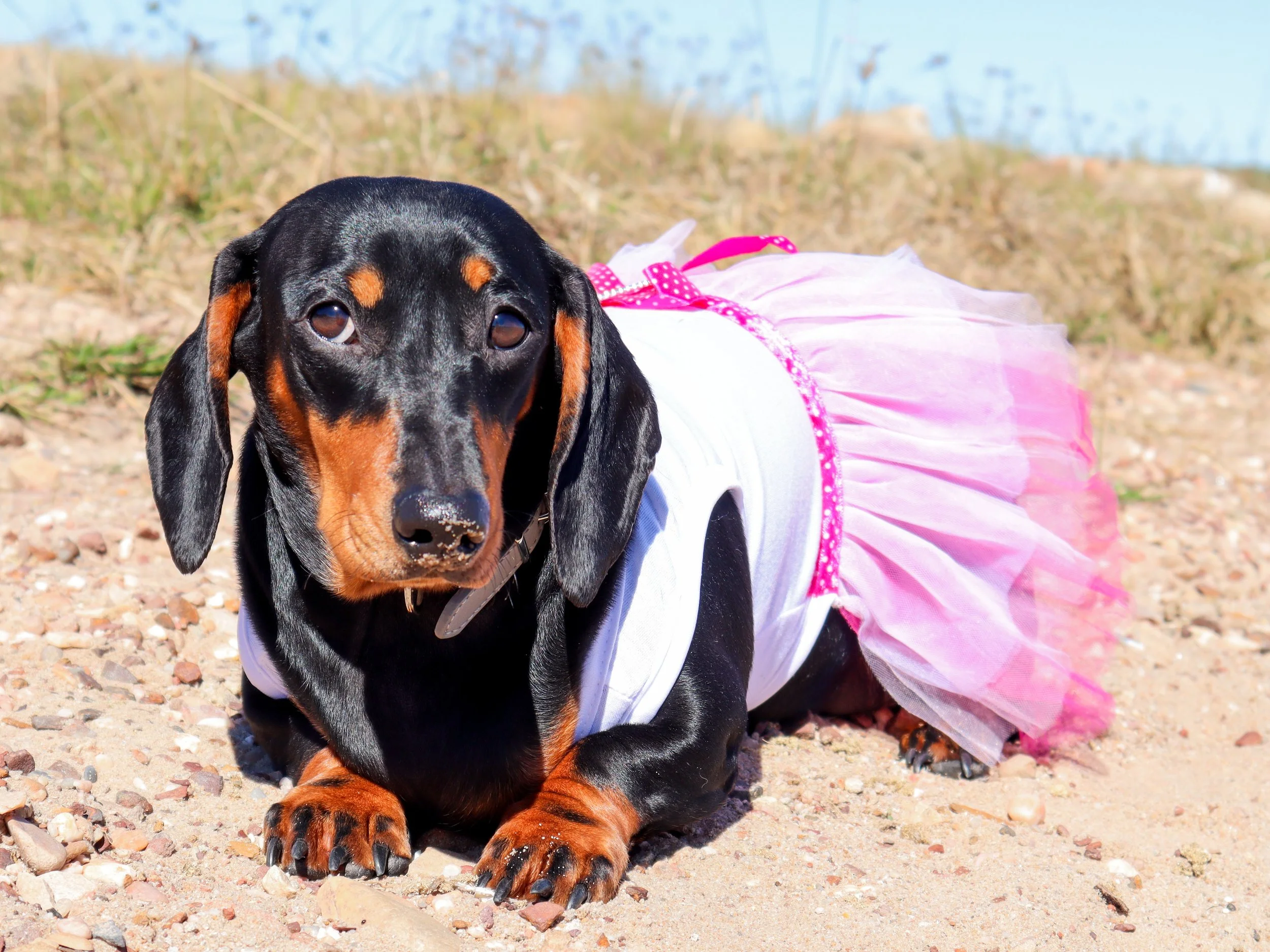 Dachshund dog wearing a pink tutu dress lying on gravel outdoors with grass and blue sky in background.