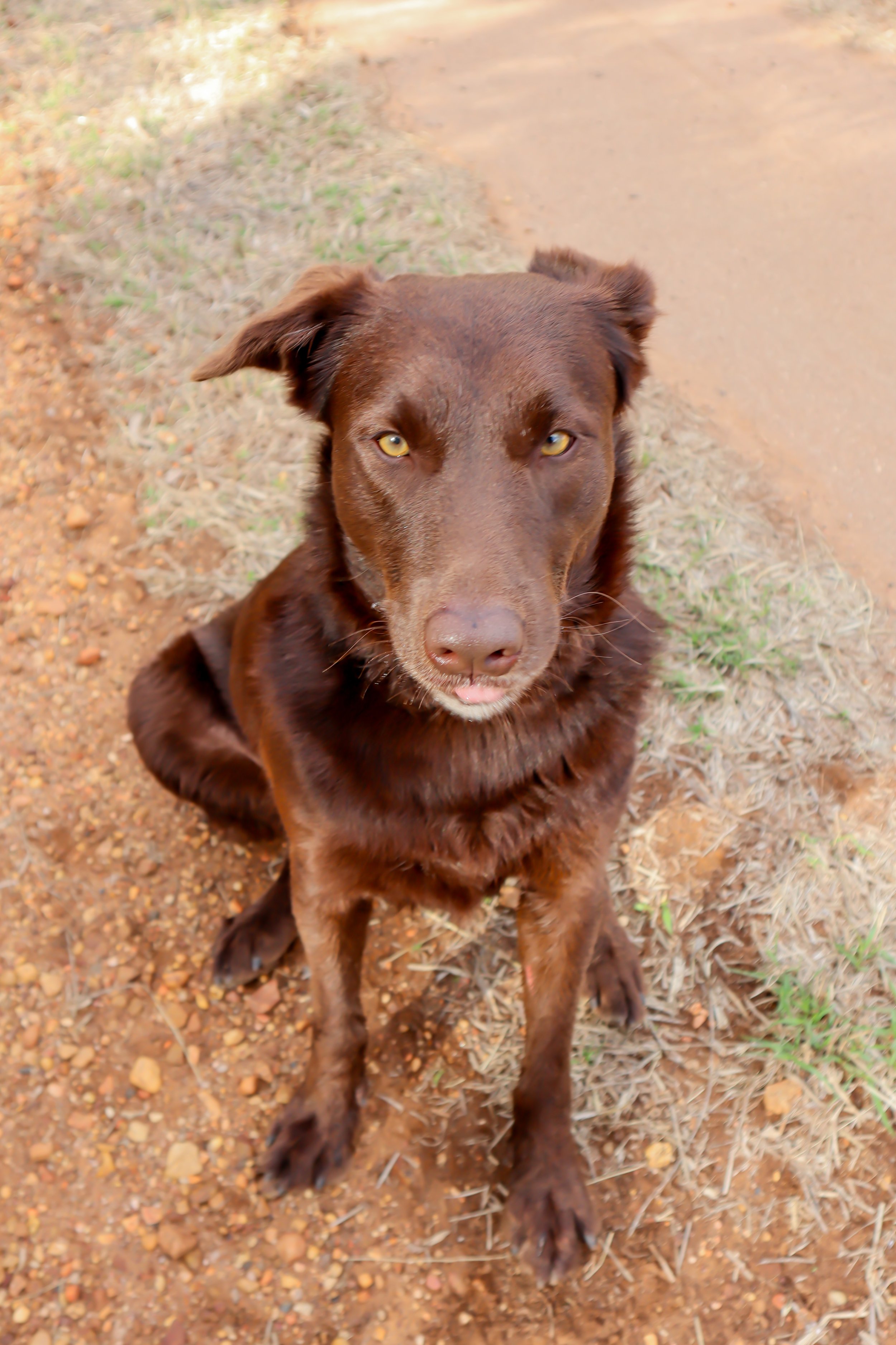 A brown dog with yellow eyes sitting on a dirt path beside a grassy area.