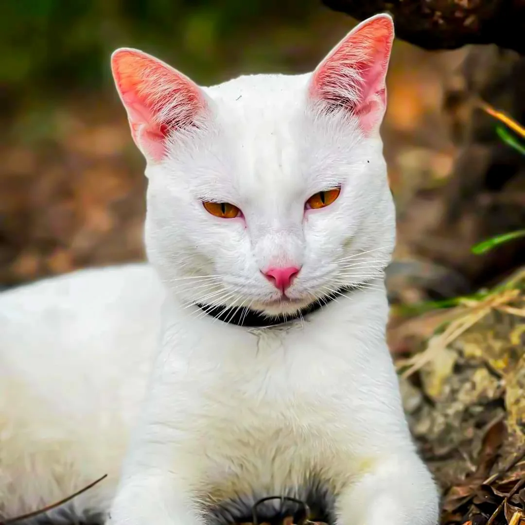 A white cat with pink ears and nose, lying outdoors on fallen leaves, wearing a black collar.