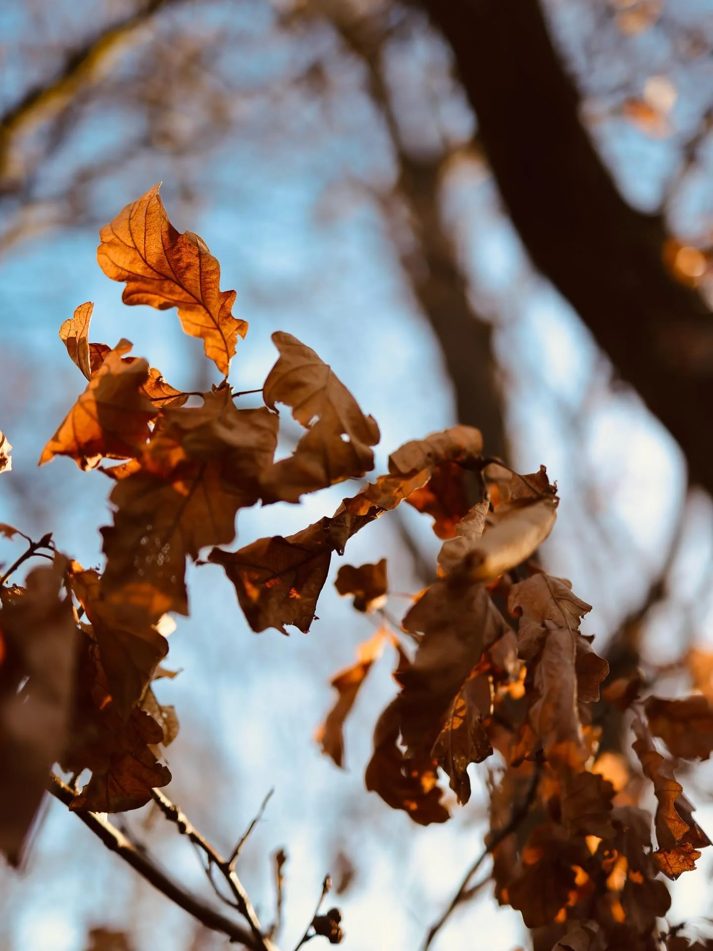 You need to be brave to stand out amongst the others&hellip;

Those who receive my newsletter will know that I chose Brave as one of my focus words for this year as I want to push myself a bit personally and business wise.

I love taking photos in ge