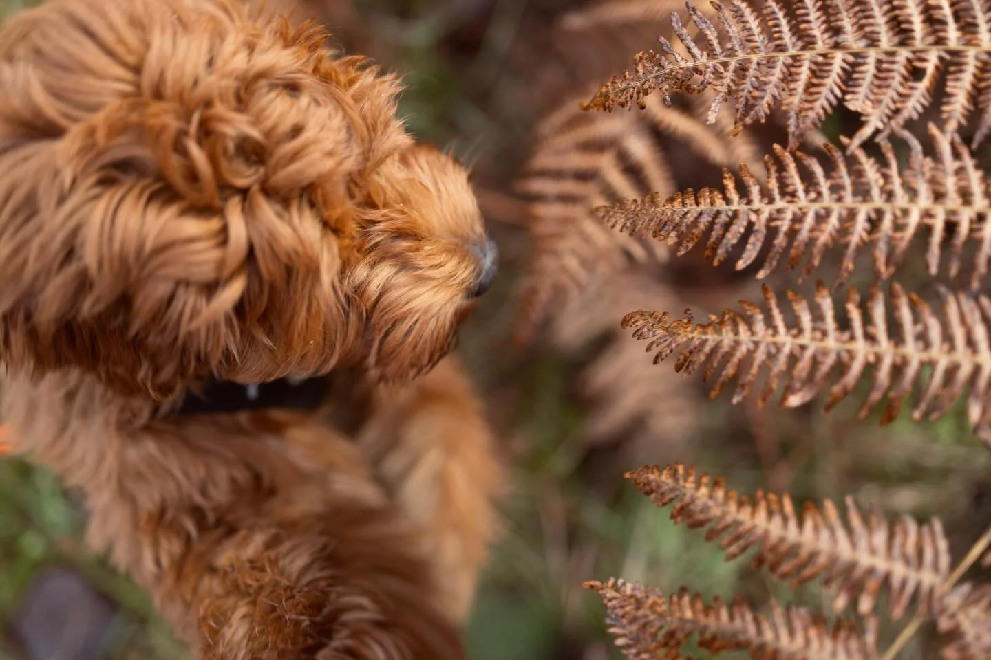 It had to be done&hellip;

I love walking in Binning Wood and taking the kids there on their bikes. I particularly enjoy the rusty orange ferns&hellip;.so where better to take my rusty orange girl for a couple of photos. 

#australianlabradoodle #emb