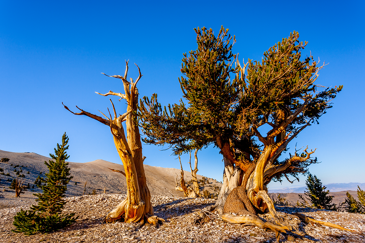 Ancient Bristlecone Pine Forest: A Visitor’s Guide