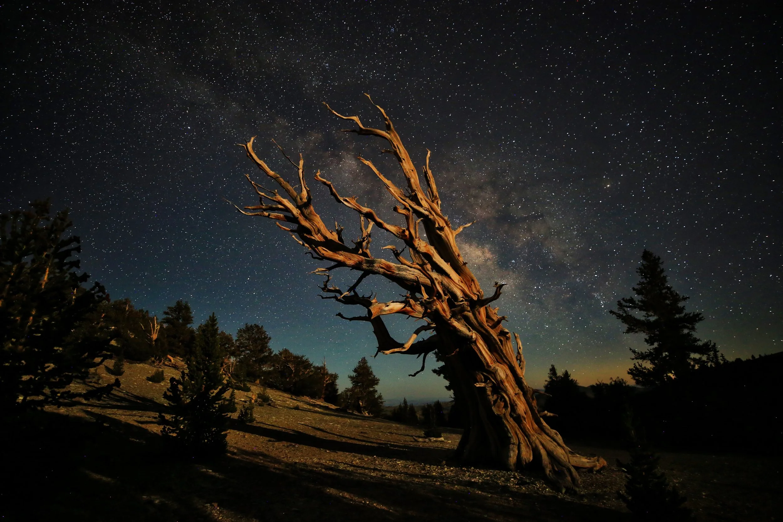 A large, twisted, and weathered tree stands alone in a dark landscape under a starry night sky with the Milky Way visible.
