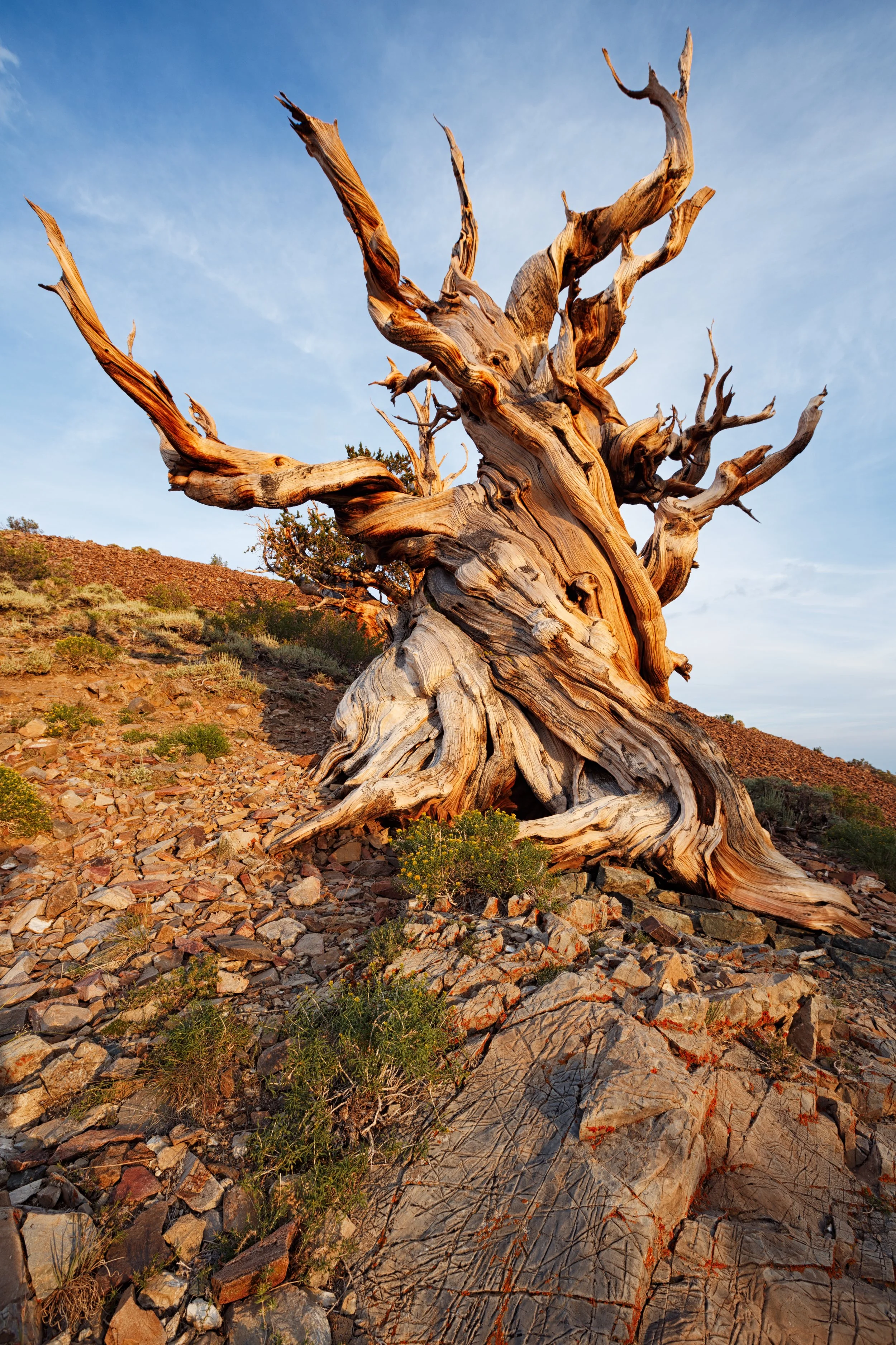 A twisted, weathered tree with gnarled branches growing in a rocky landscape under a blue sky at sunset.