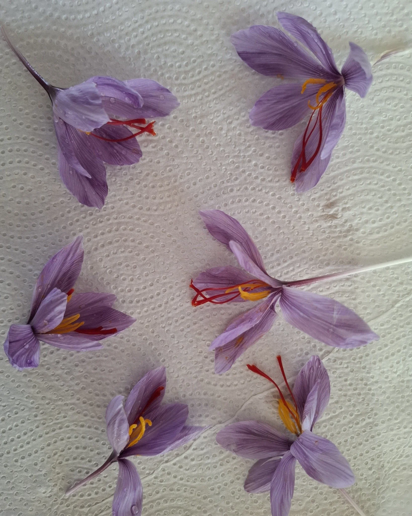 A beautiful surprise this afternoon in the vegetable garden hiding  amongst the tomatoes. 
A few years ago I planted some saffron and I thought they had not survived. Looking forward to some yummy cooking.