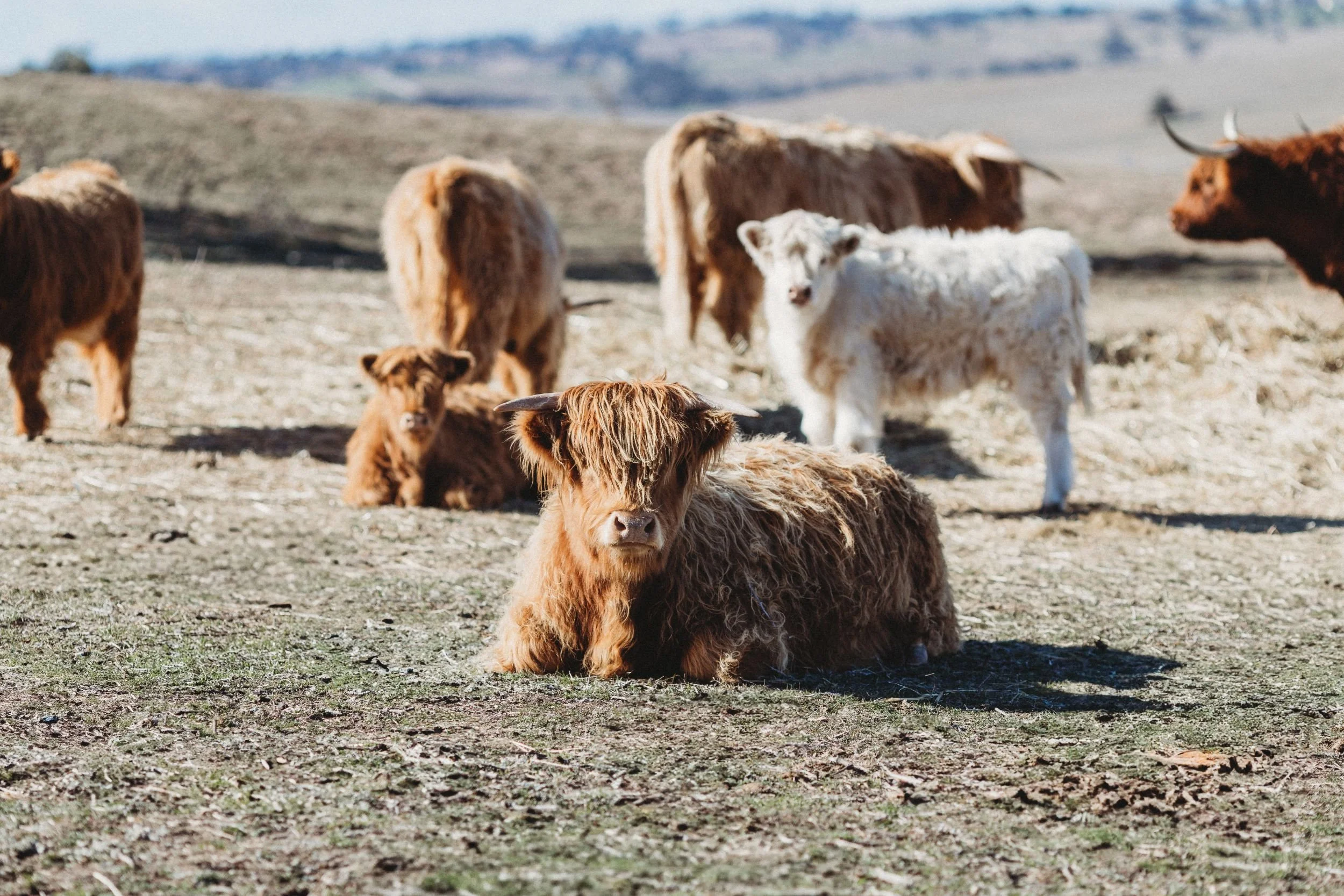 Rustic Range Retreat | Farm Stay Accommodation Bathurst NSW