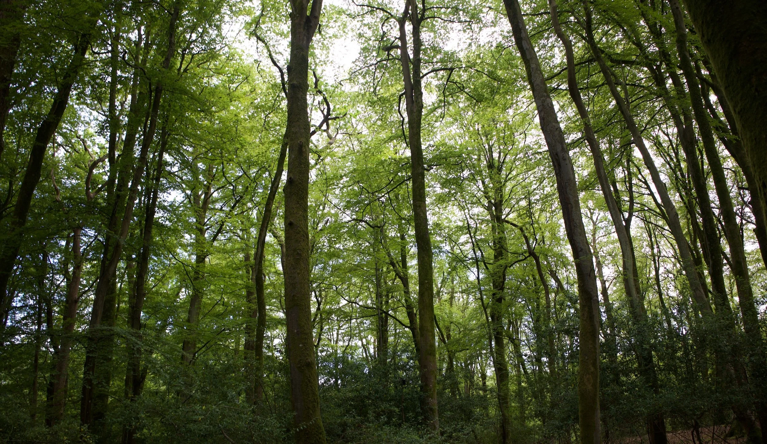 Mental wellbeing in perimenopause and menopause: why you feel this way and what helps