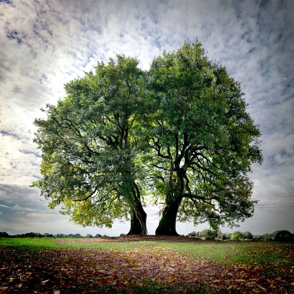 Two strong oak trees standing together on the horizon