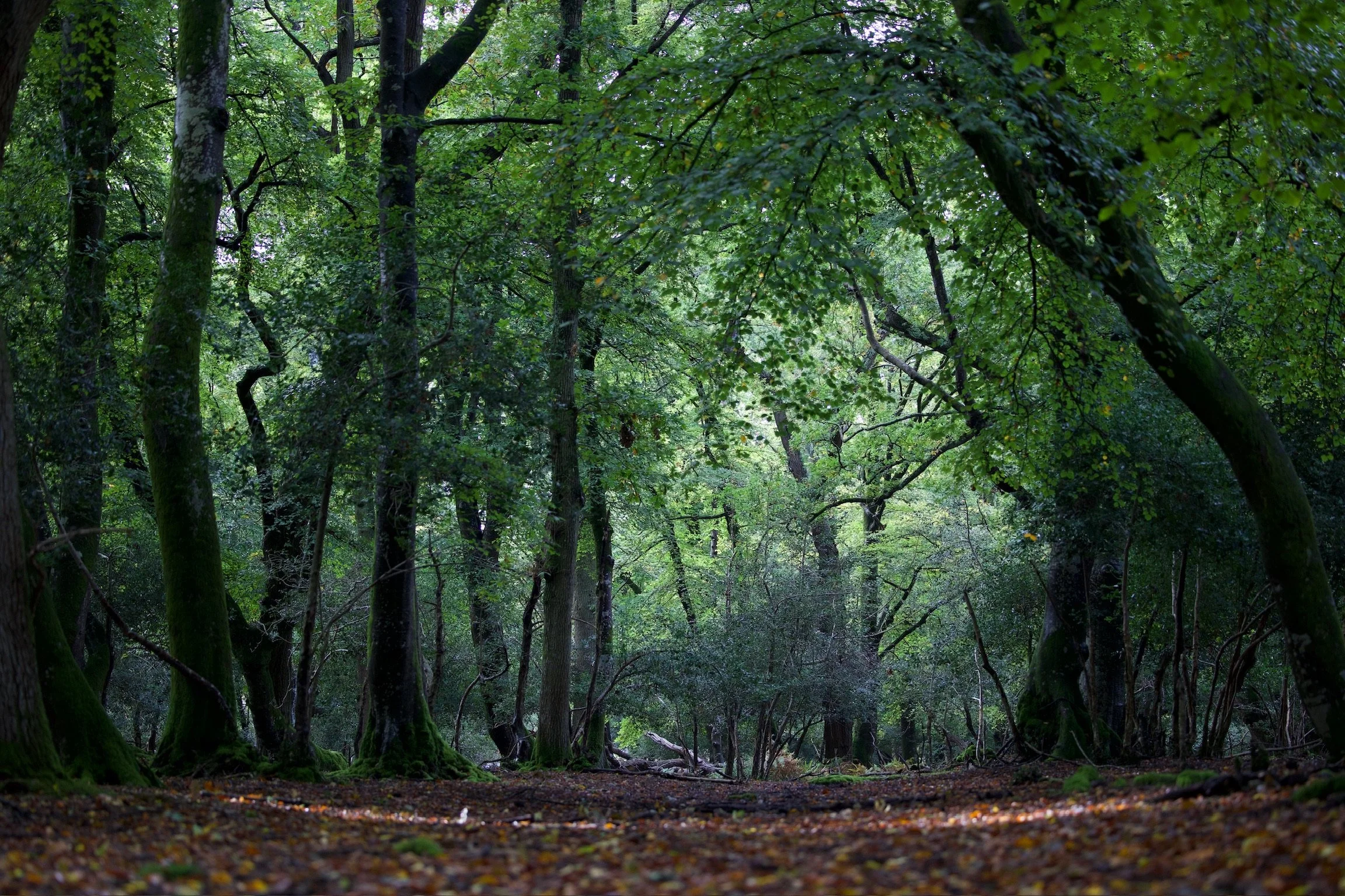 A forest scene with tall trees and lush green foliage, with a dense canopy filtering sunlight and a forest floor covered in fallen leaves.