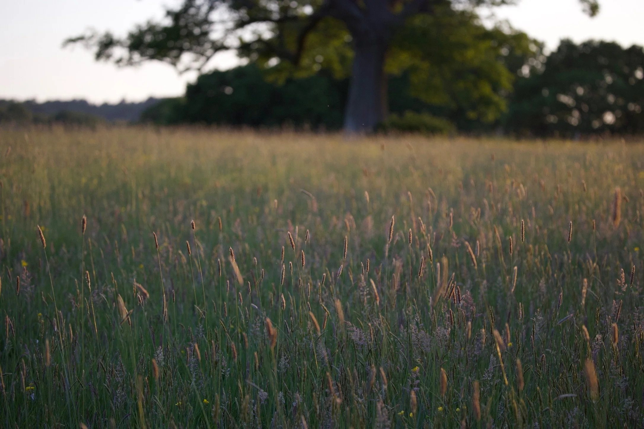 A field of tall grass with a large tree in the background, illuminated by a setting sun.