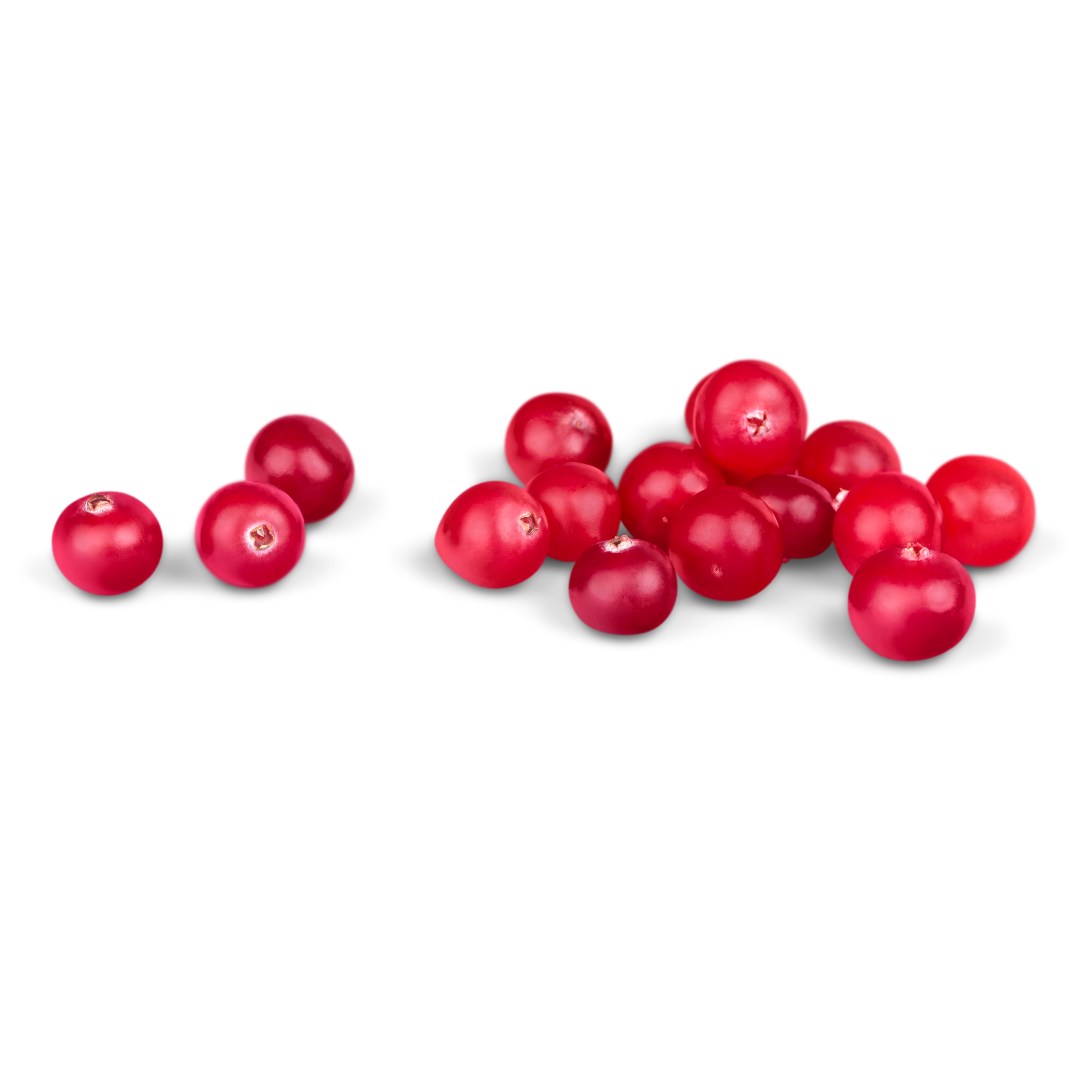 Red currants on the stem against a black background.