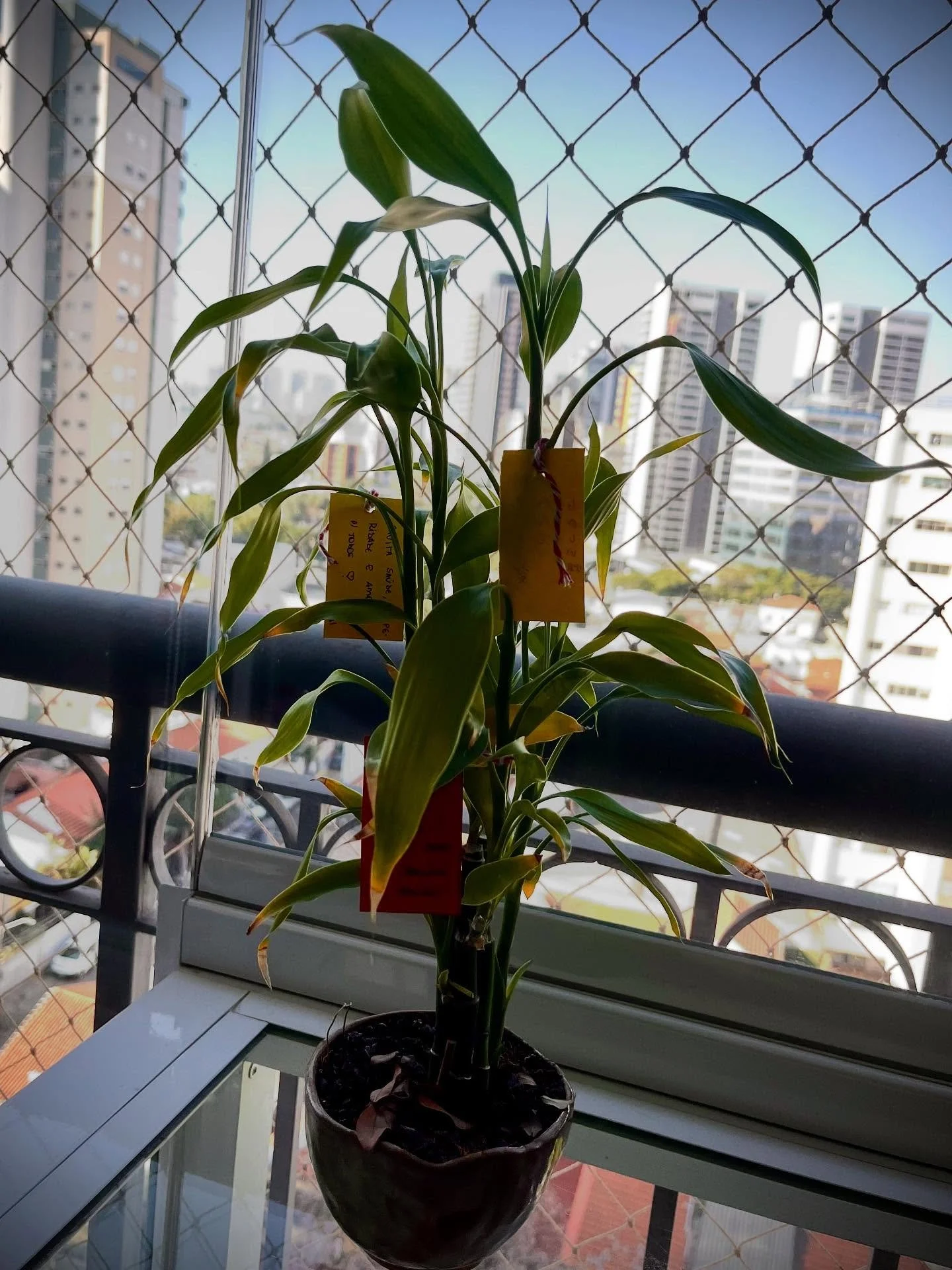 7/7 &eacute; dia de Tanabata Matsuri e eu finalmente tenho um bambuzinho para pendurar os desejos, meus e da family

Uma das coisas japas que eu mais curto s&atilde;o os &ldquo;festivais&rdquo; (matsuri) e esse talvez seja um dos preferidos 

E est&a