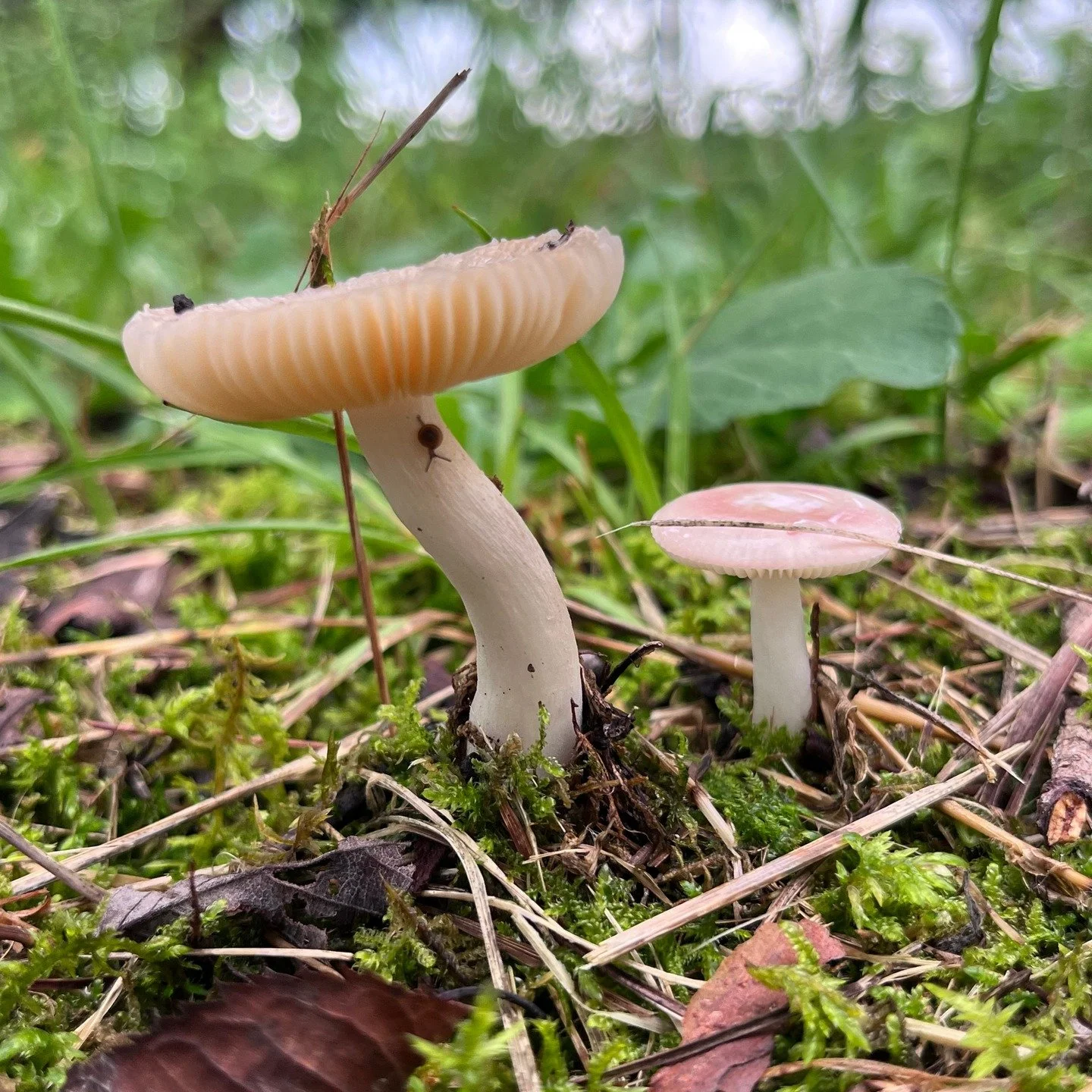 O melhor &eacute; esbarrar em modelos vivos, vivos na natureza

Fico sempre para tr&aacute;s, em caminhadas, trilhas, agachada tirando fotos de &acirc;ngulos engra&ccedil;ados desses amiguinhos que literalmente, brotam, &agrave; vista ou em esconderi