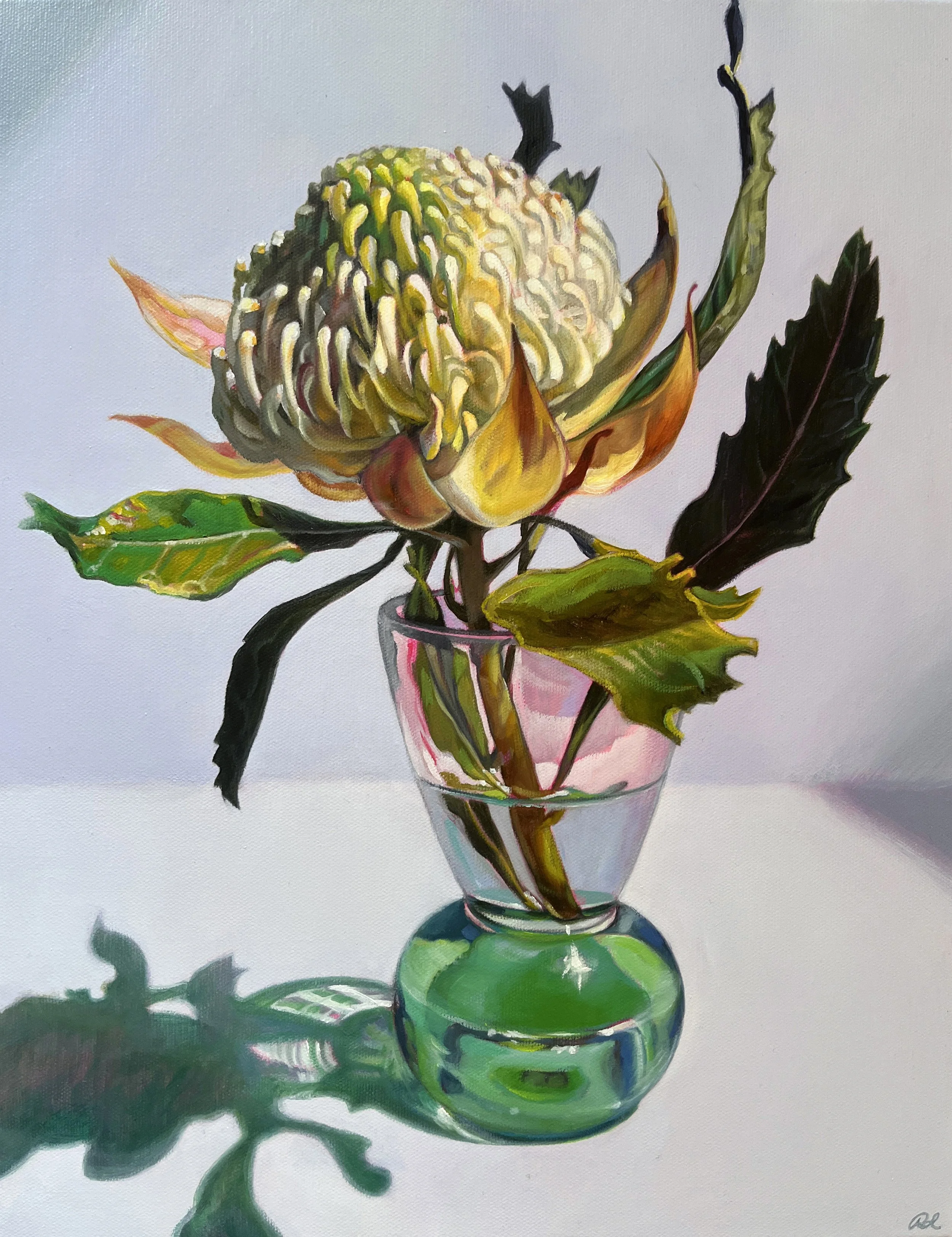 White Waratah In Green SOLD