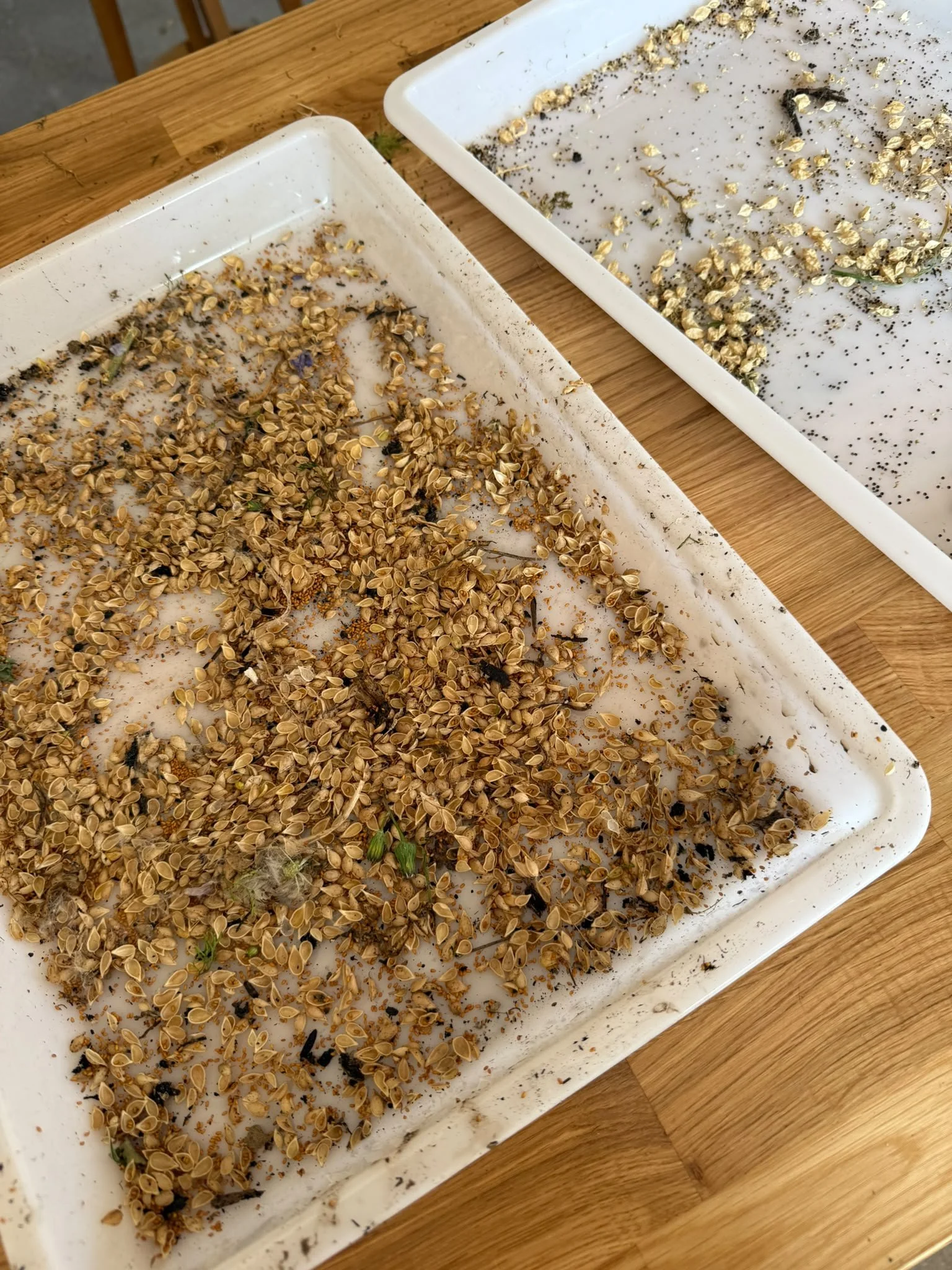 Flower seed cleaned of chaff and ready for airtight storage