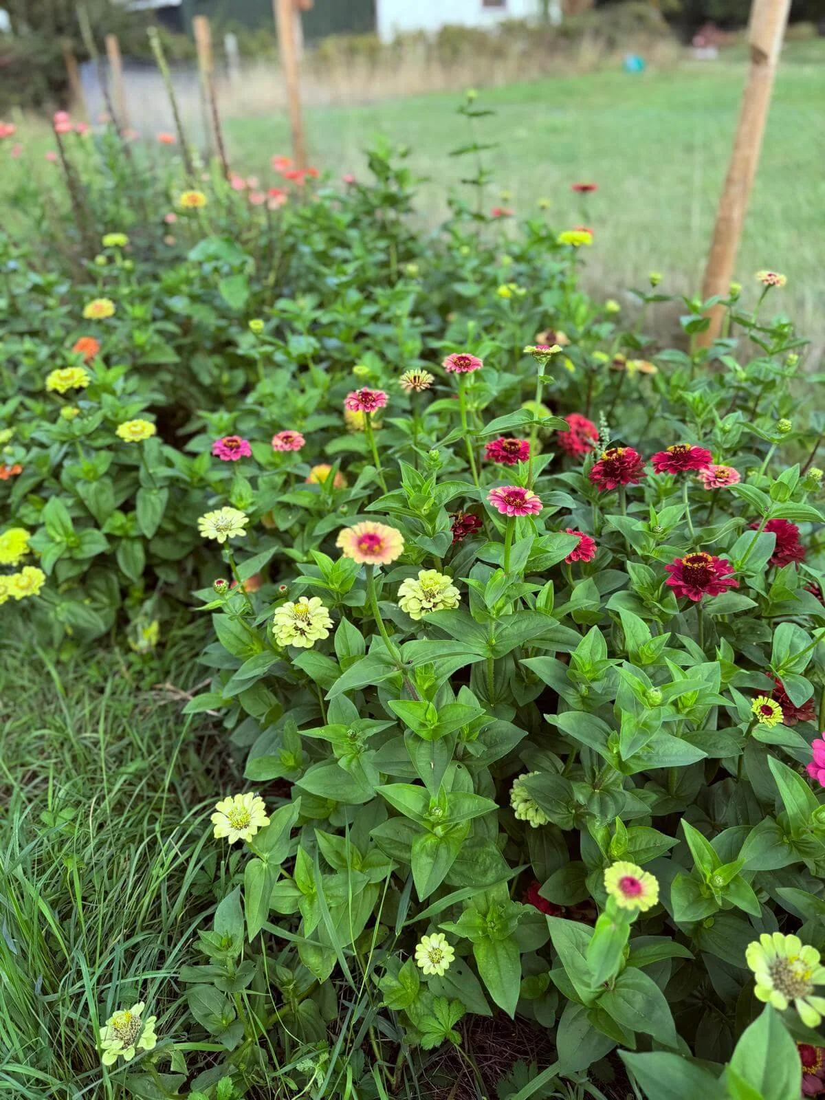 Growing flowers in Britain
