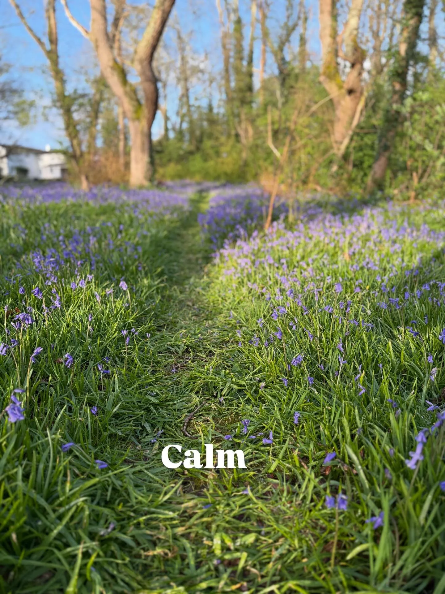 This is the best time of year for many woodland flowers. They make the most of the light before the leaves block it out and I&rsquo;m really enjoying the bluebells and wood anemones this morning. However, I&rsquo;m pretty sure our bluebells are out 1