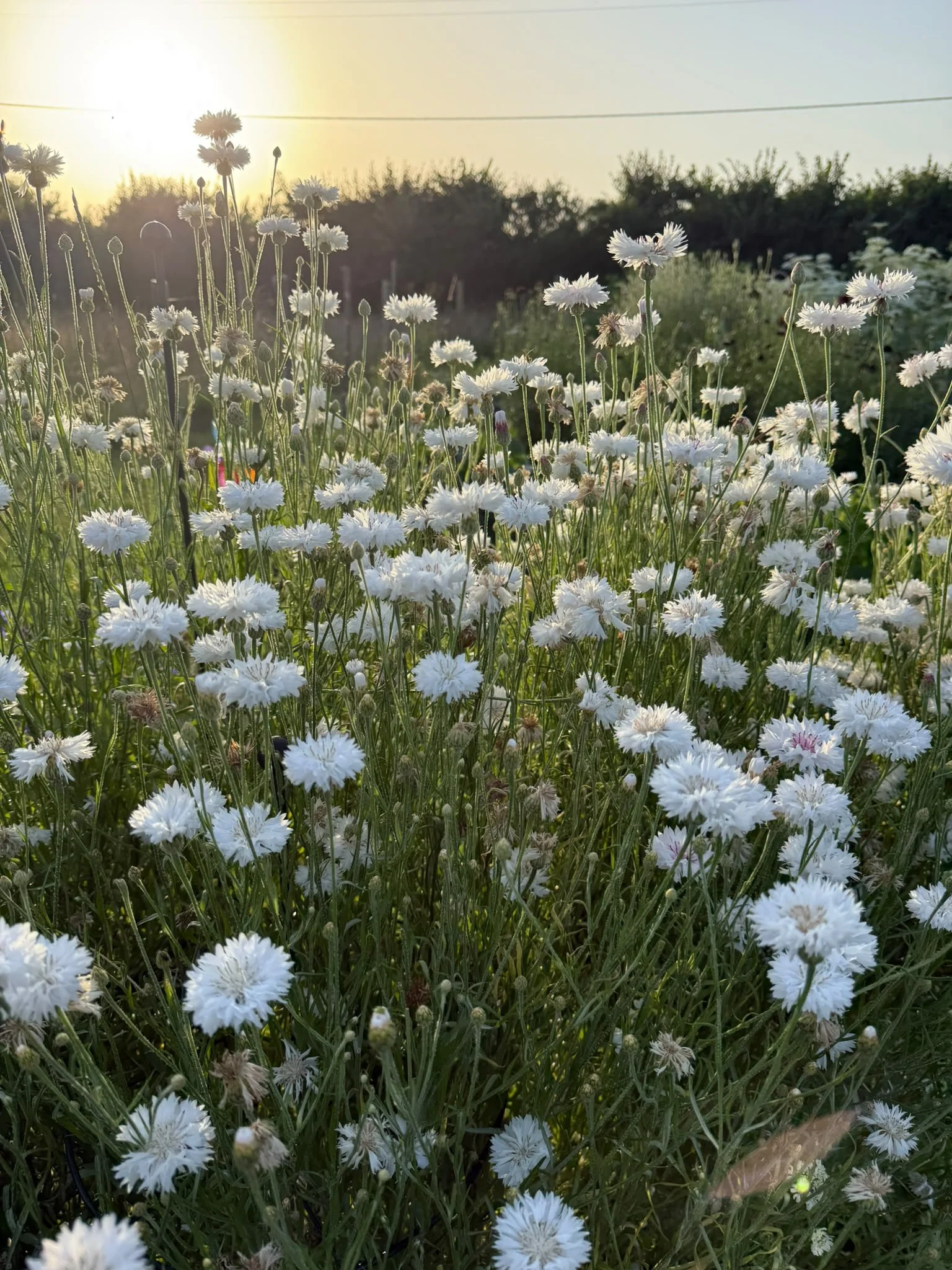 White cornflowers