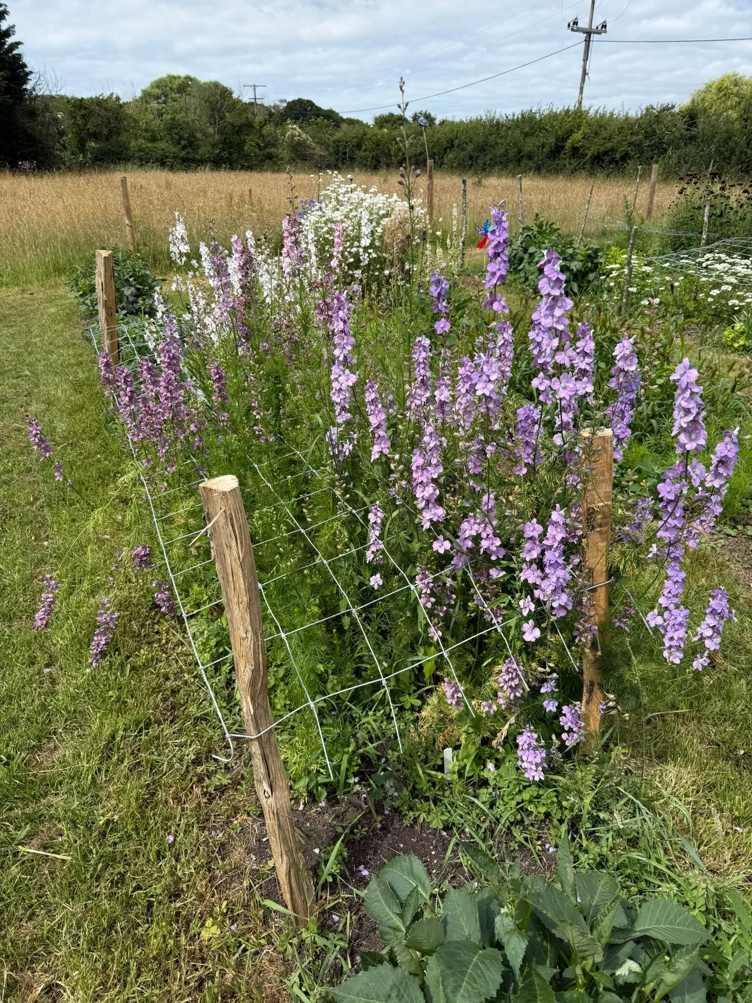 Larkspur 