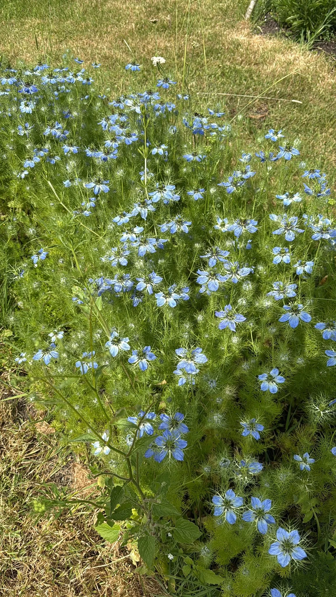 Nigella