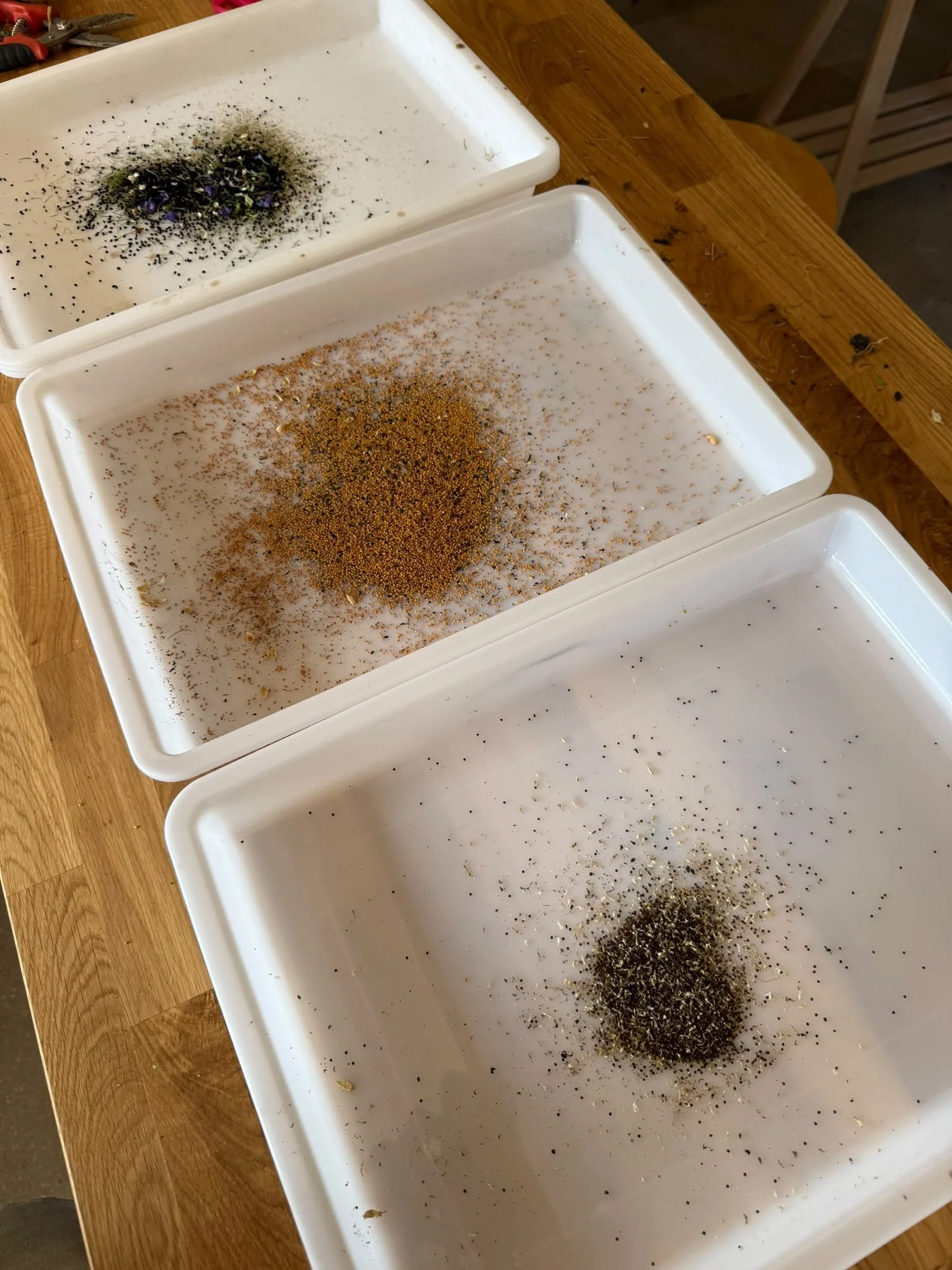 Three trays comparing different stages of flower seed drying and cleaning