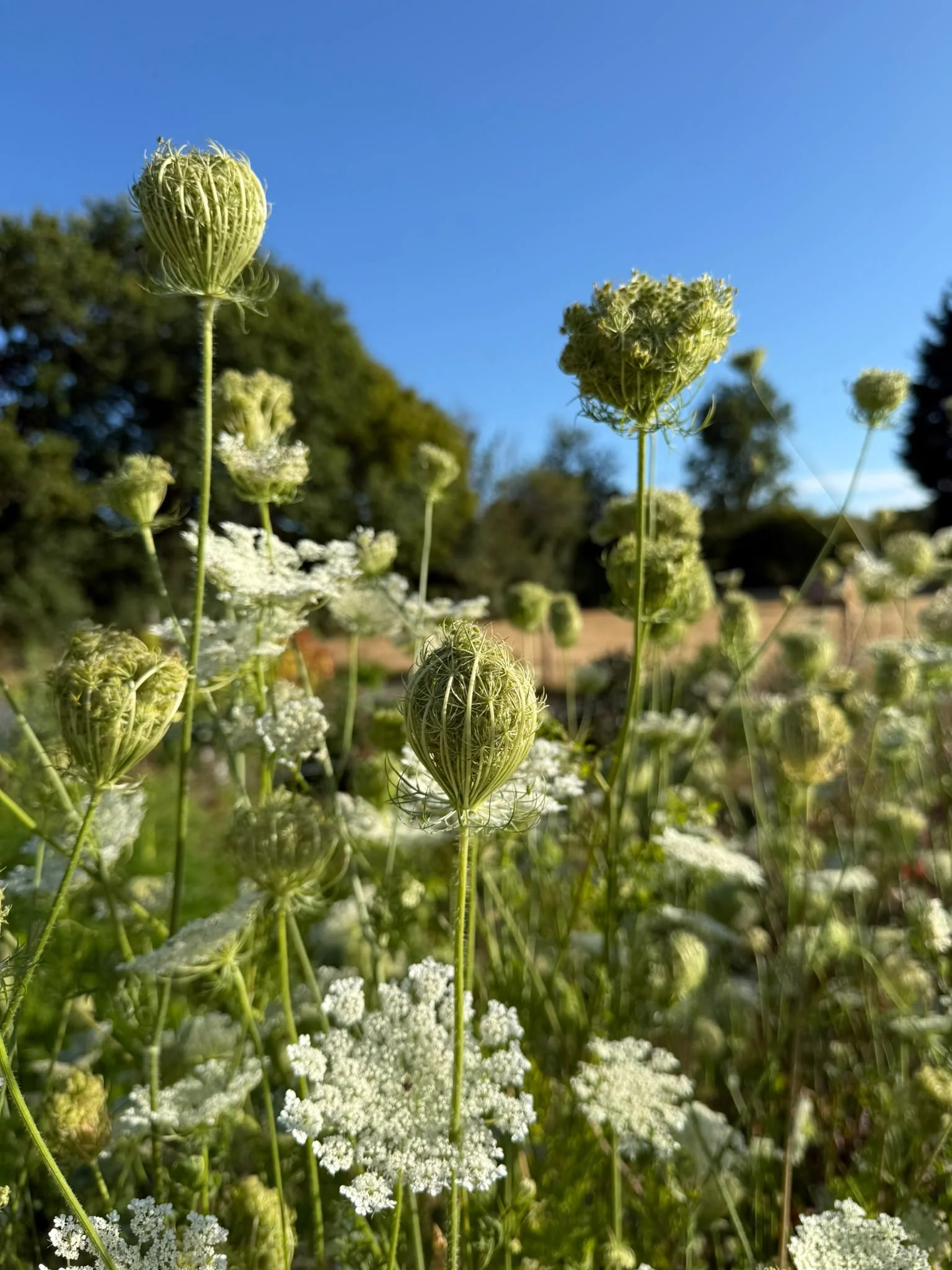 Daucus carota (Queen Anne's lace) seed heads forming in the flower field