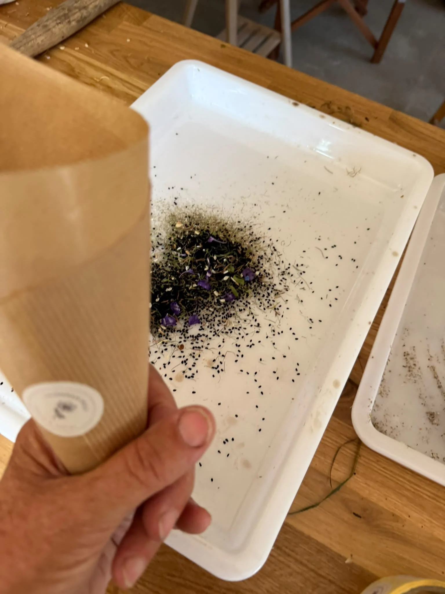 Dried nigella seed heads being separated by hand for seed cleaning