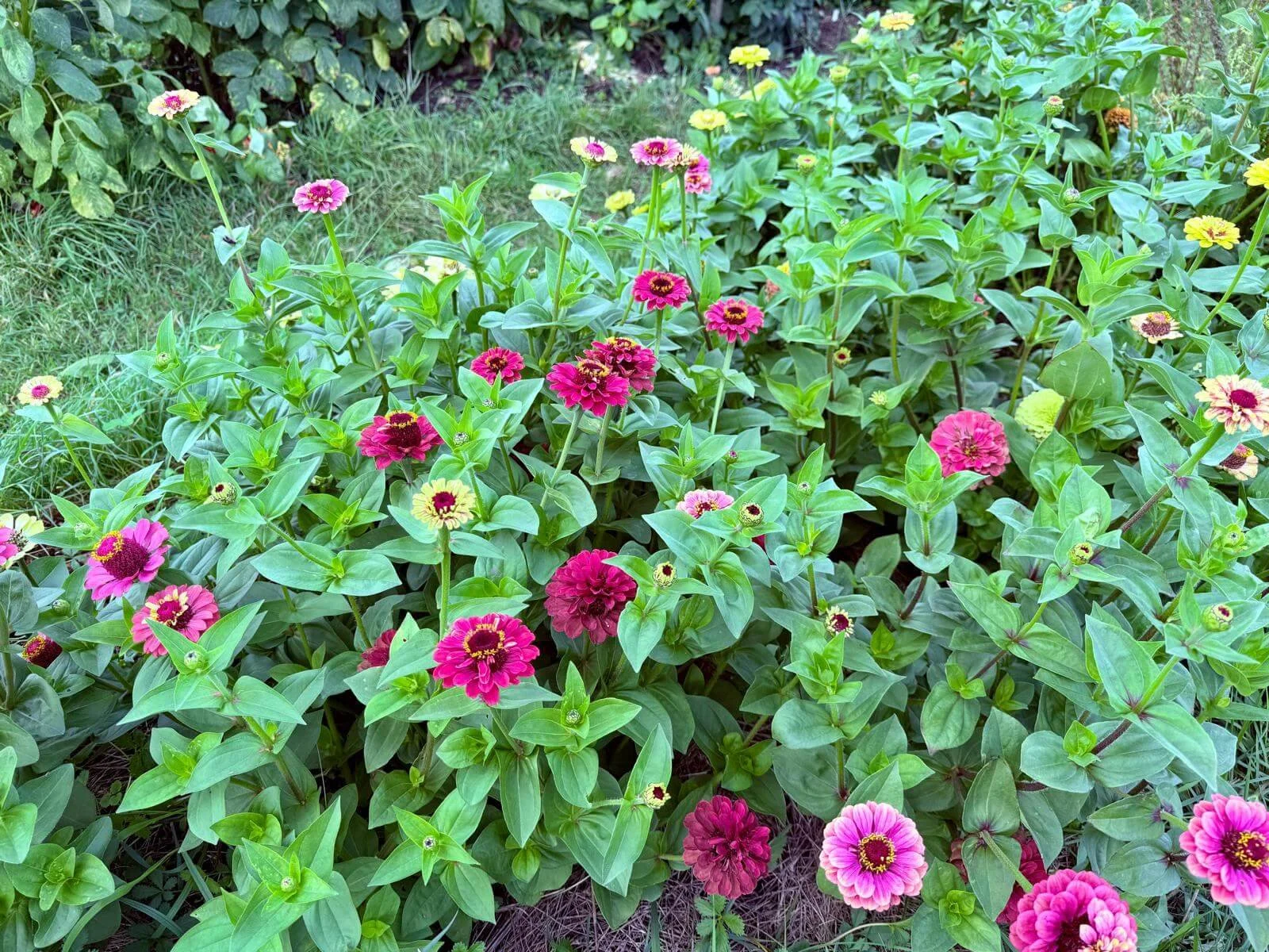 Flowers Growing on our Flower Farm, Clamerkin Wild on the Isle of Wight