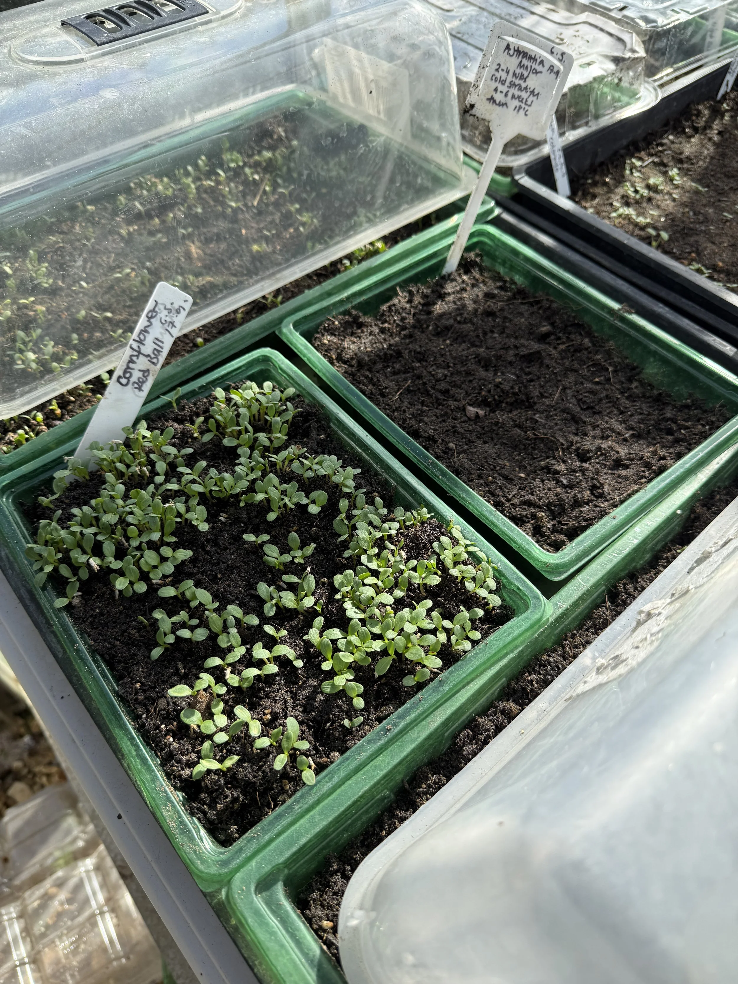 Sowing Hardy Annuals in September for Earlier Spring Flowers