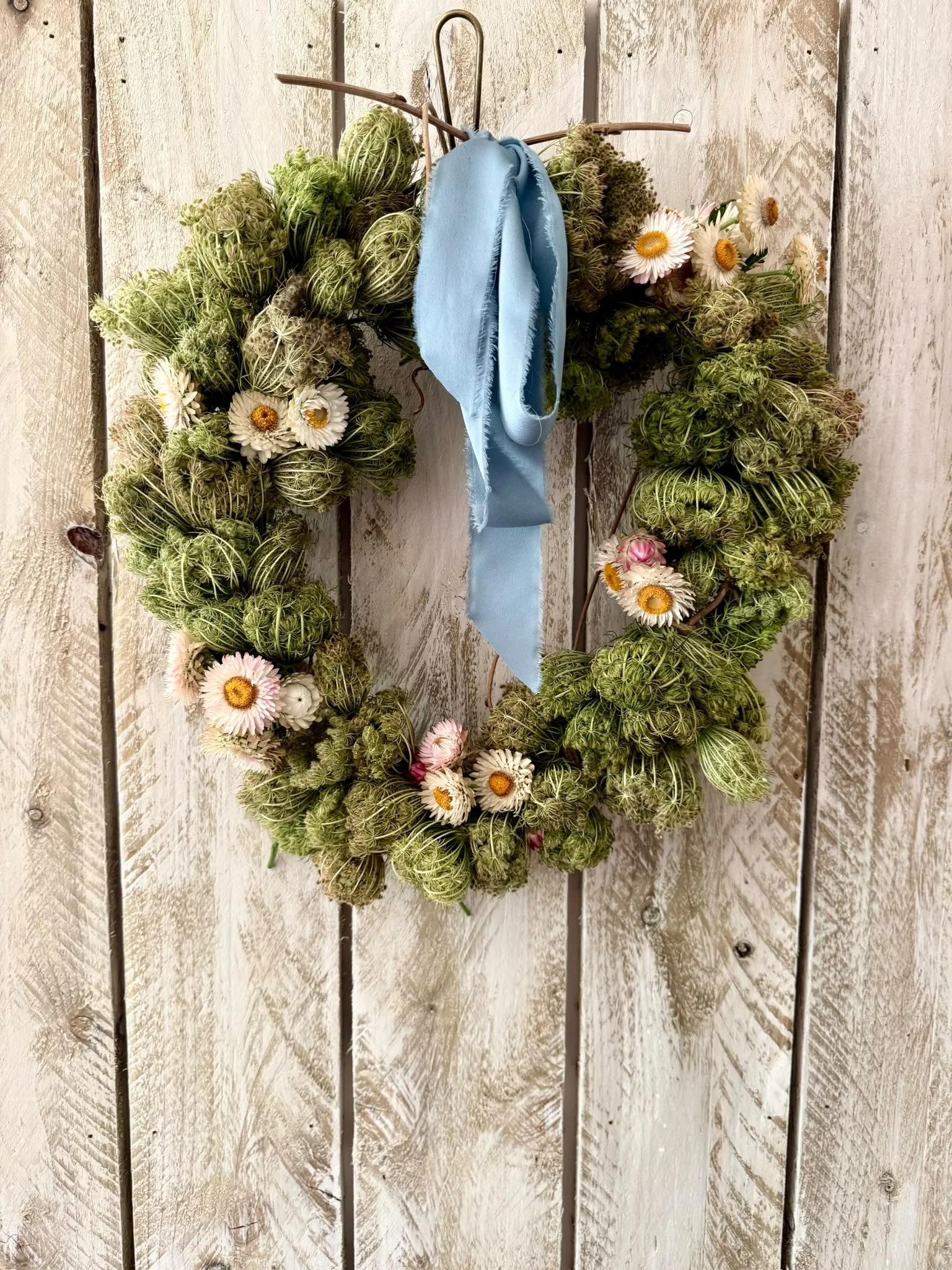 Late-summer seed head wreath made with fresh green Daucus carota seed heads and dried strawflowers on a wisteria base
