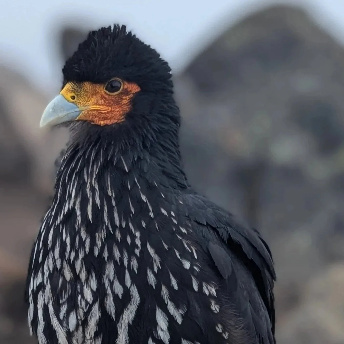 39 / Volcán Rucu Pichincha (11/14/2025)