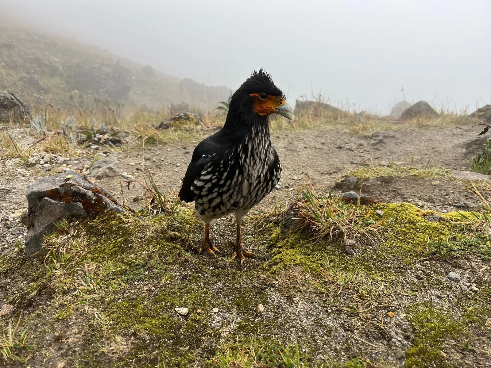 bird.jpg