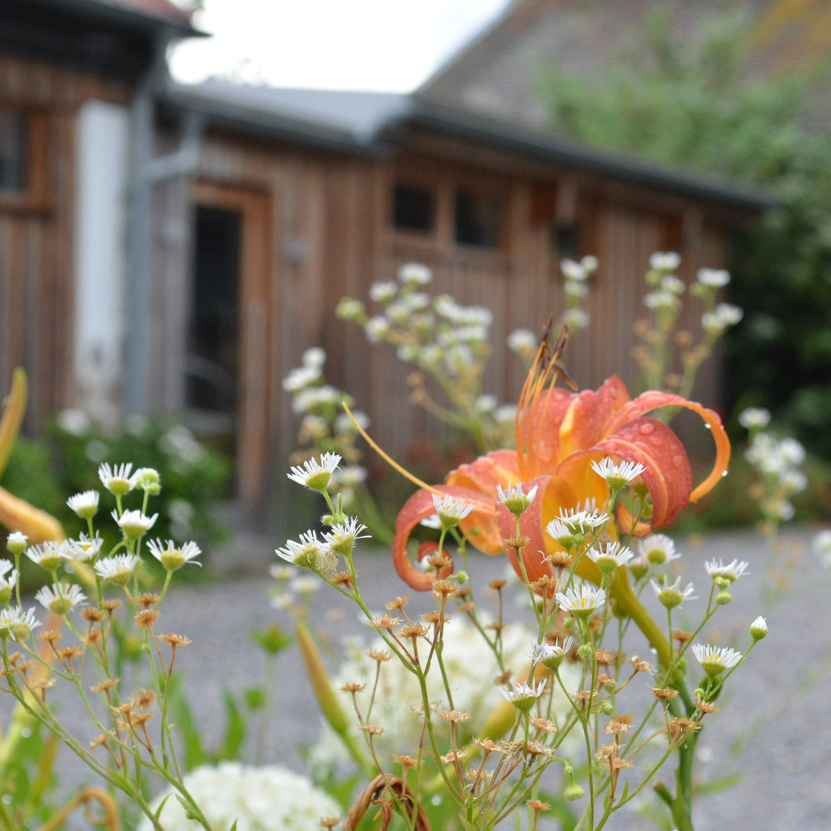 Blumen im Vordergrund, mit einem Haus im Hintergrund.