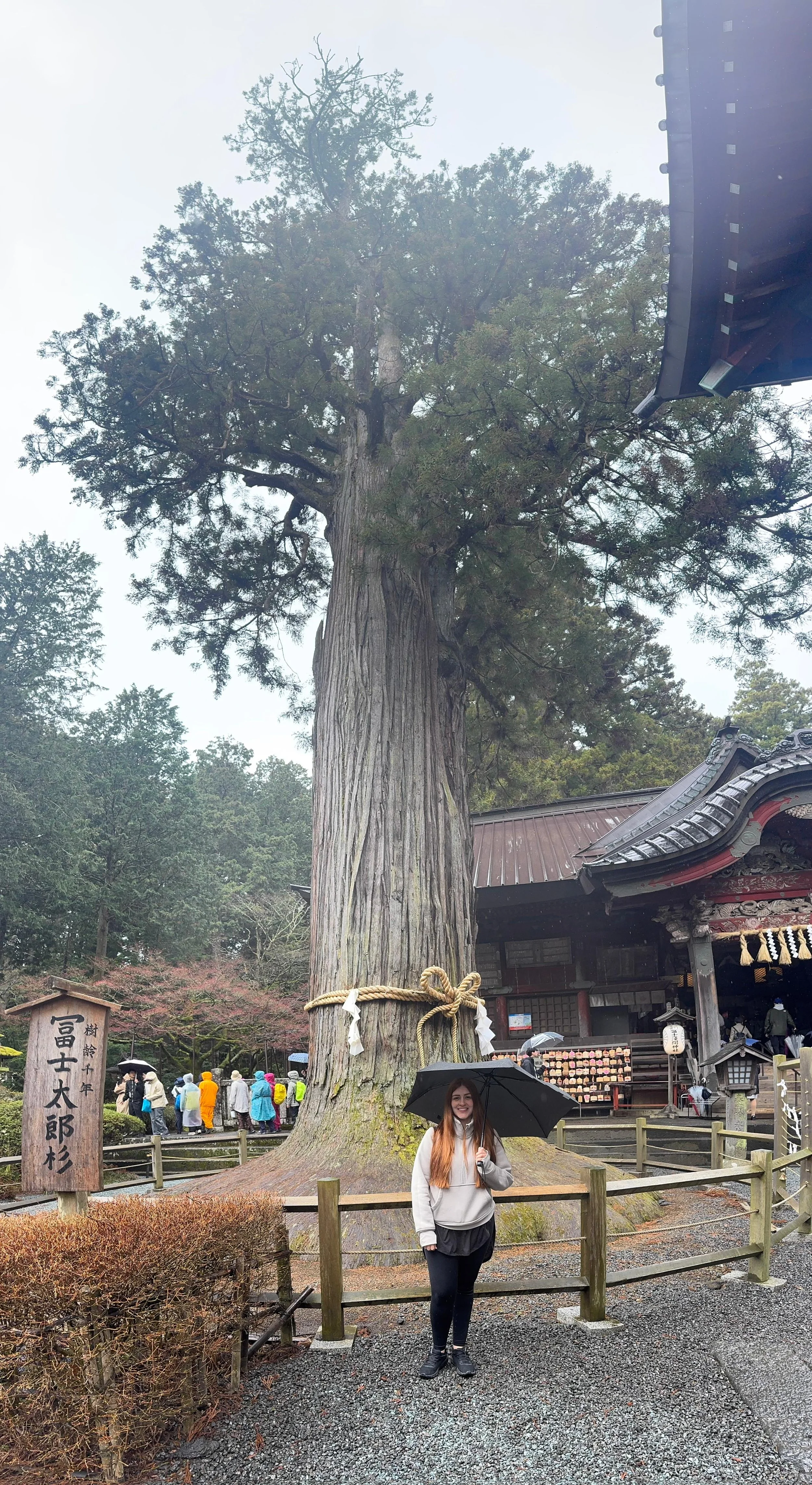 A woman holding an umbrella standing next to a large, ancient tree wrapped with a shimenawa rope at a Japanese temple. Other visitors are visible in the background, some with umbrellas, near traditional wooden structures on a rainy day.