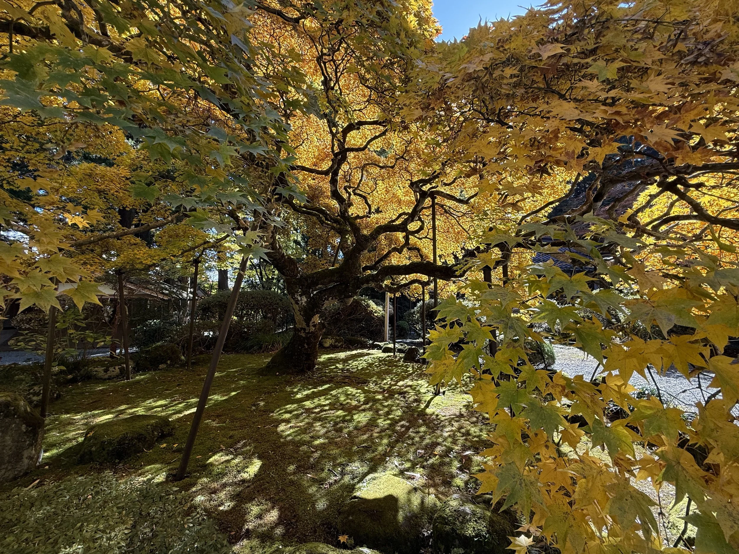 A Japanese maple tree with yellow and green leaves, set in a garden with moss-covered ground, rocks, and shadows, under a clear blue sky.