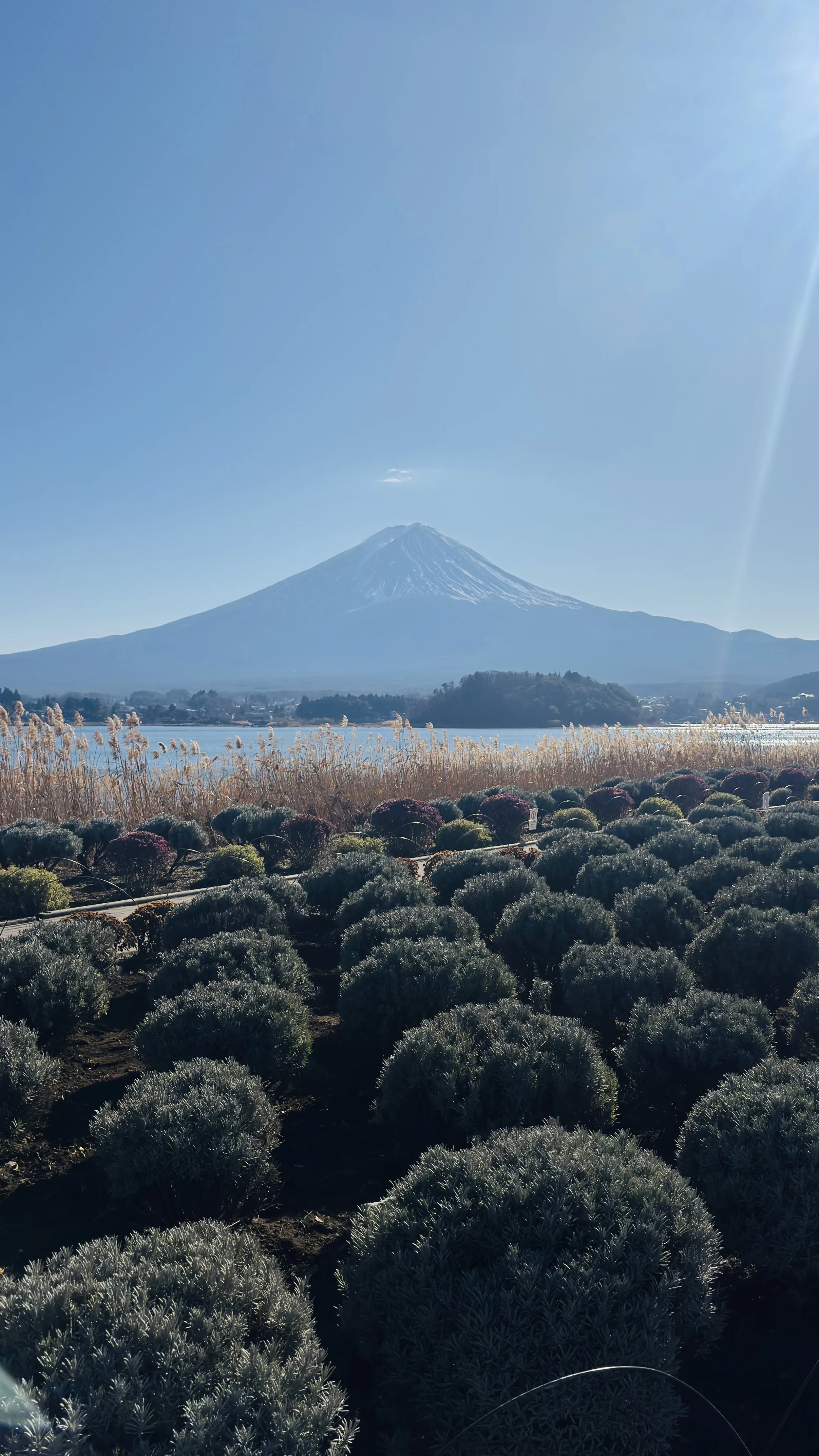 A scenic view of Mount Fuji with snow on its peak, a body of water in front, and a garden with rounded bushes and plants in the foreground, under a clear blue sky.