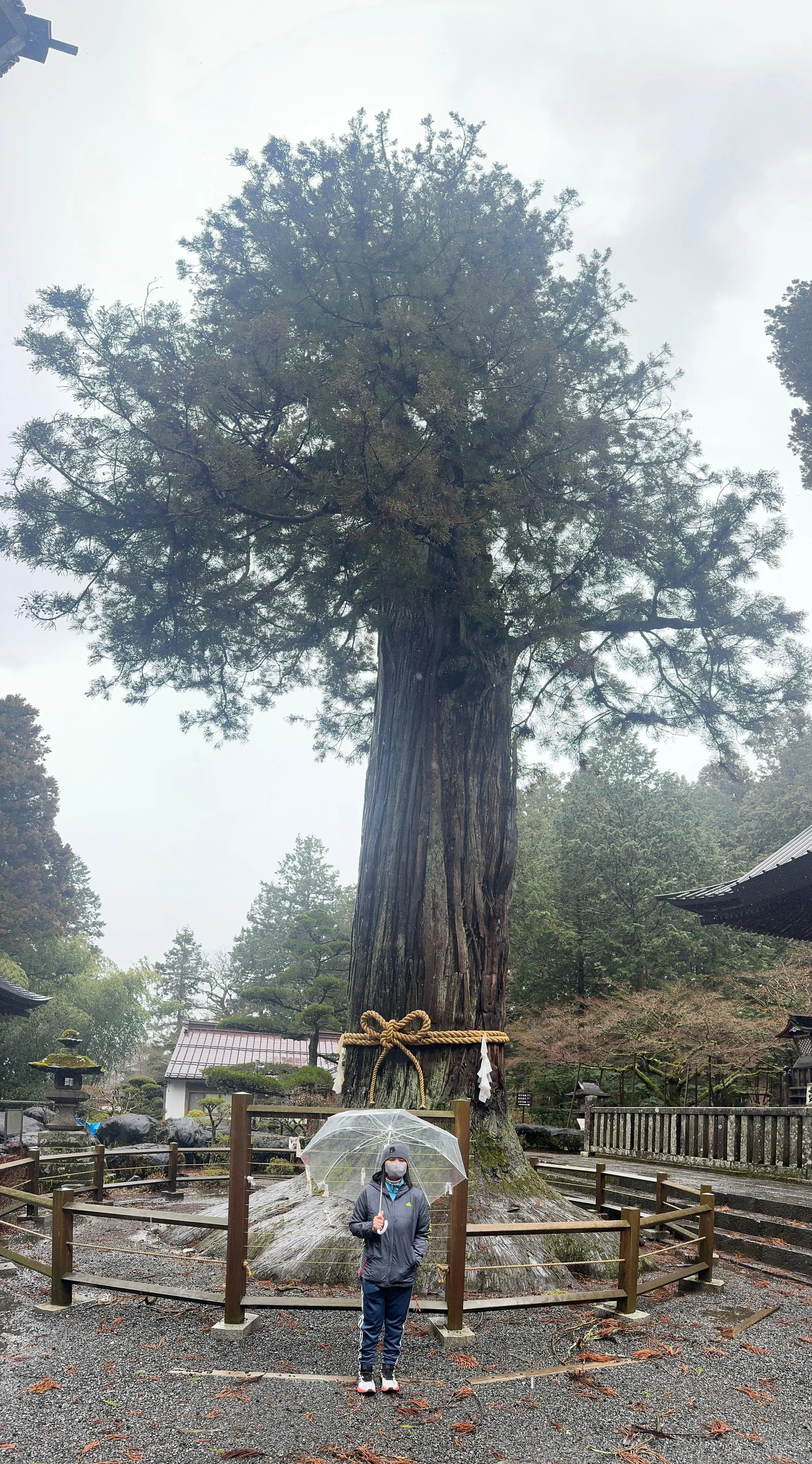 Ancient cedar tree at Kitaguchi Hongu Fuji Sengen Shrine in Fujiyoshida